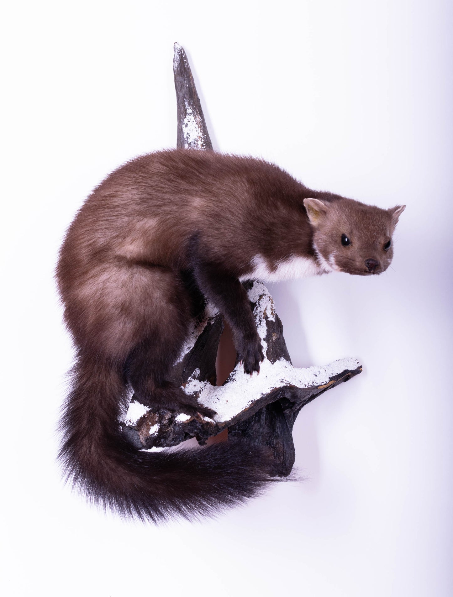 Marten Taxidermy Wall Mount For Sale