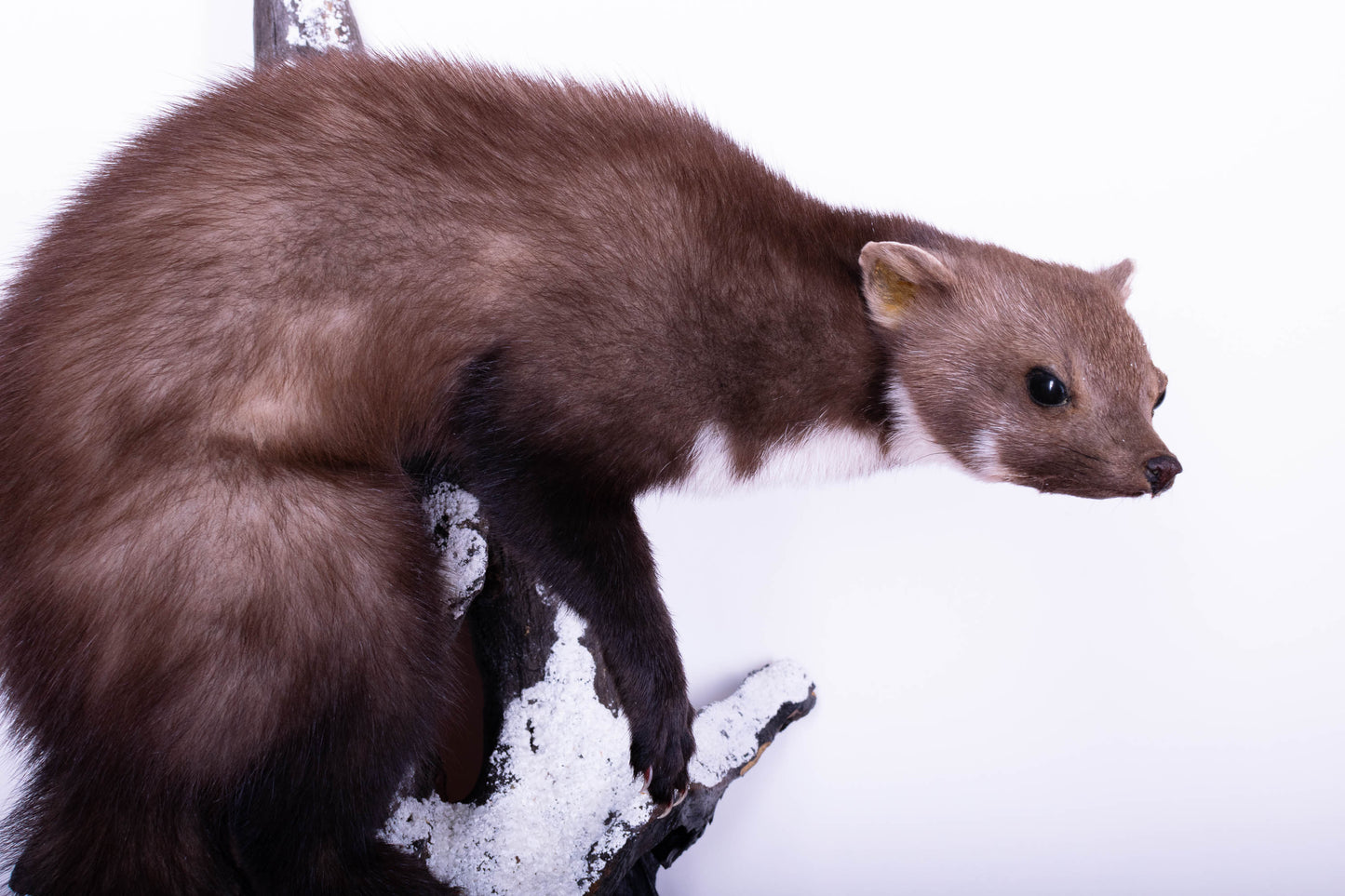 Marten Taxidermy Wall Mount For Sale