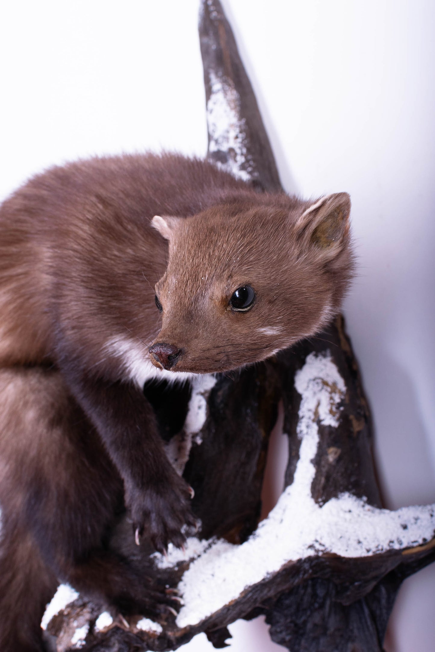Marten Taxidermy Wall Mount For Sale