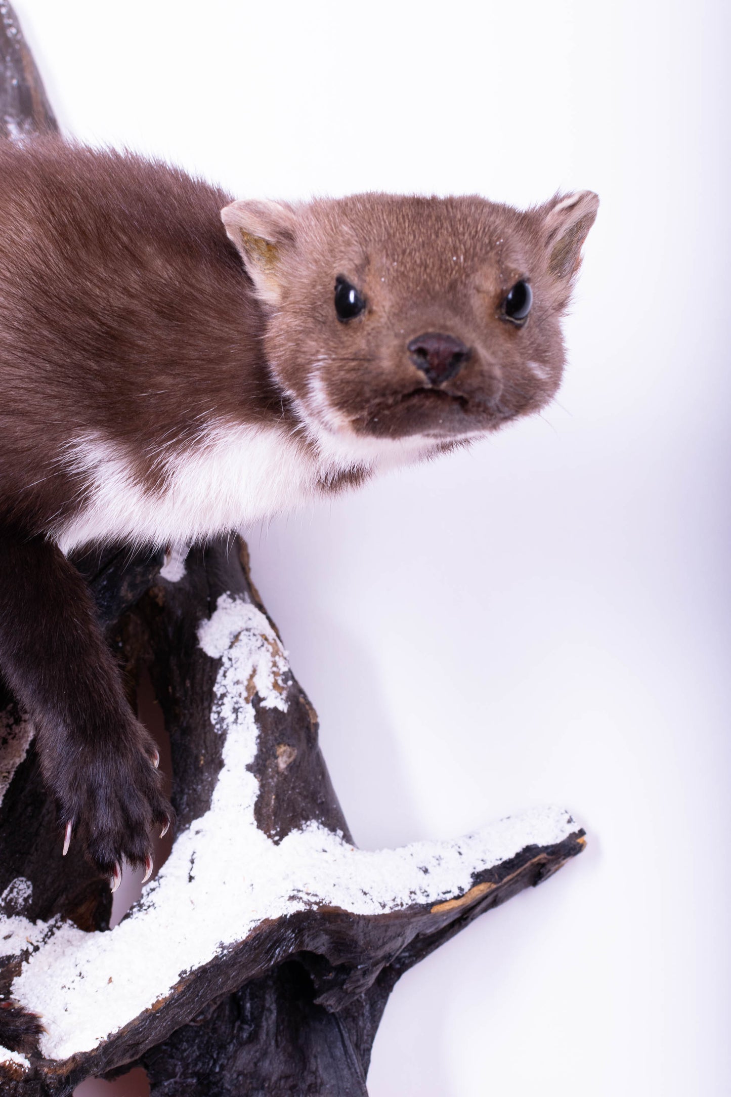 Marten Taxidermy Wall Mount For Sale
