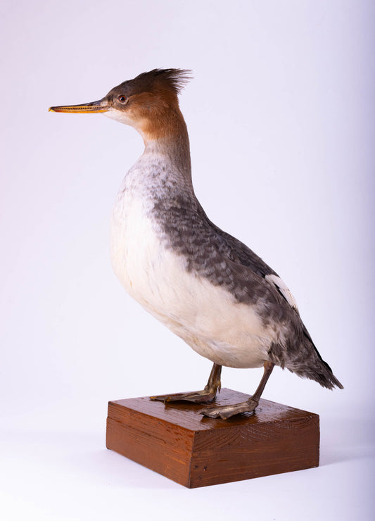 Merganser Taxidermy Stand Mount For Sale