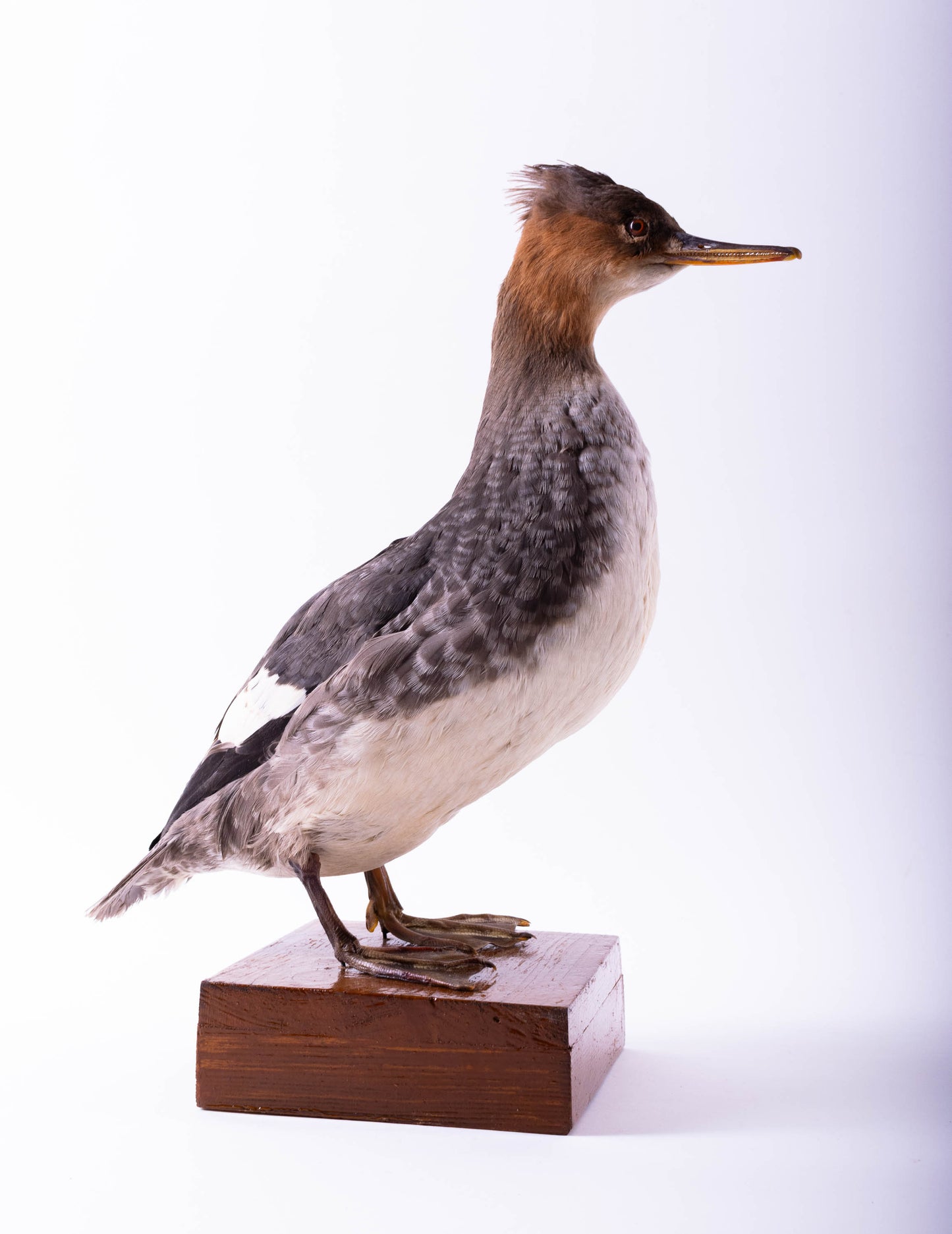 Merganser Taxidermy Stand Mount For Sale