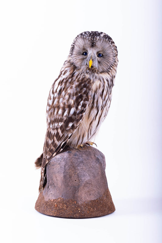 Tawny Owl Taxidermy Standing Mount