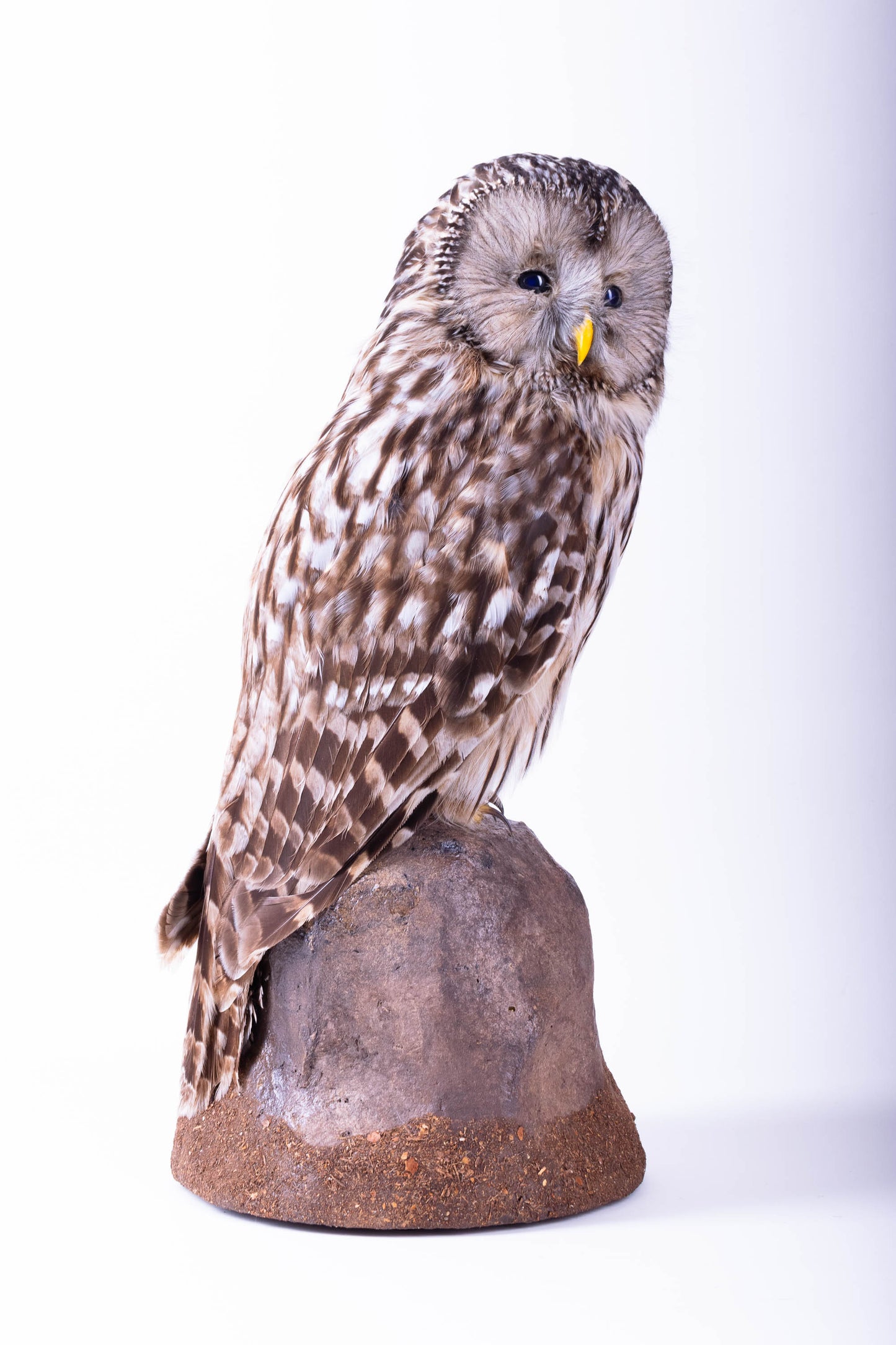 Tawny Owl Taxidermy Standing Mount