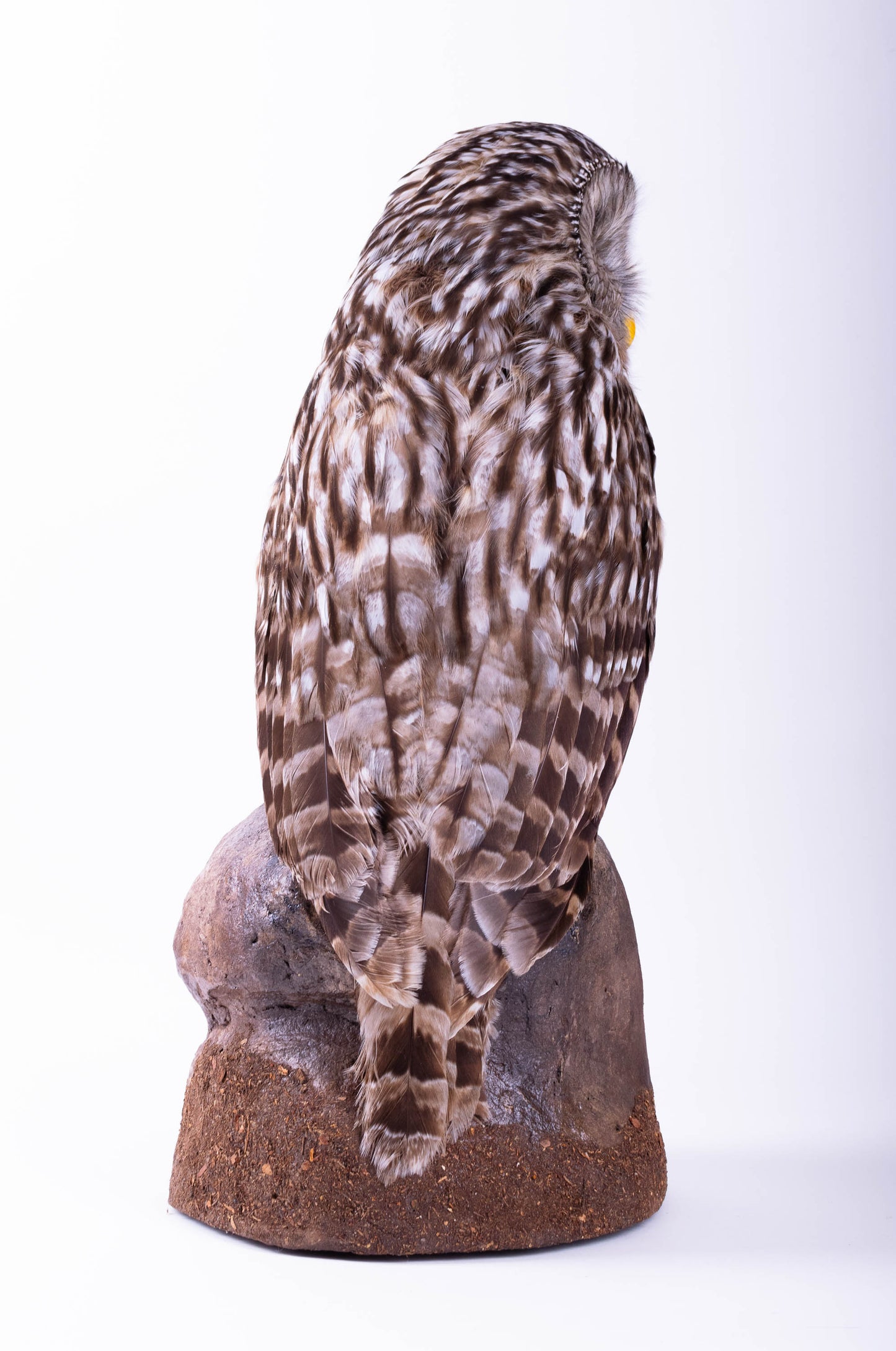 Tawny Owl Taxidermy Standing Mount