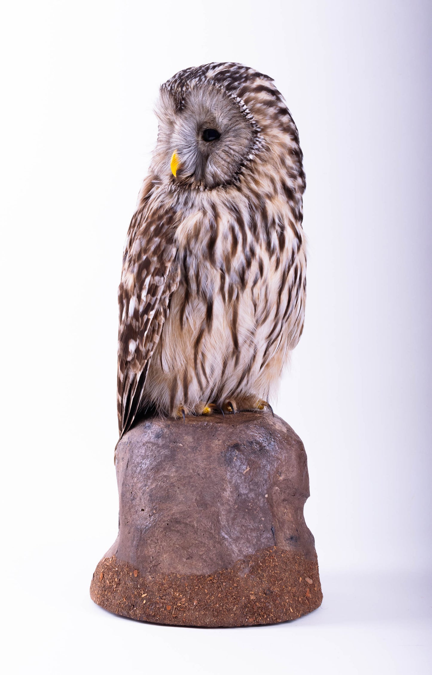 Tawny Owl Taxidermy Standing Mount