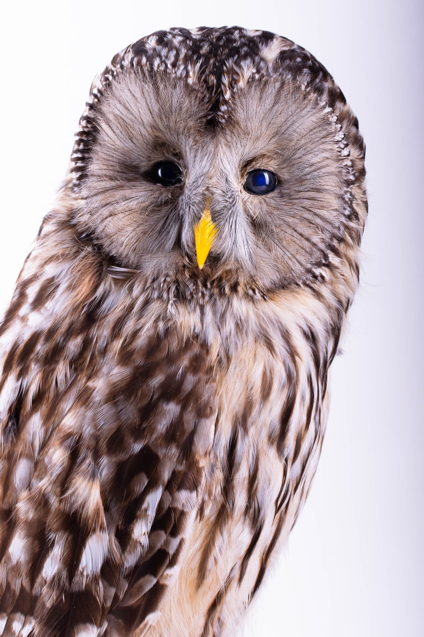 Tawny Owl Taxidermy Standing Mount