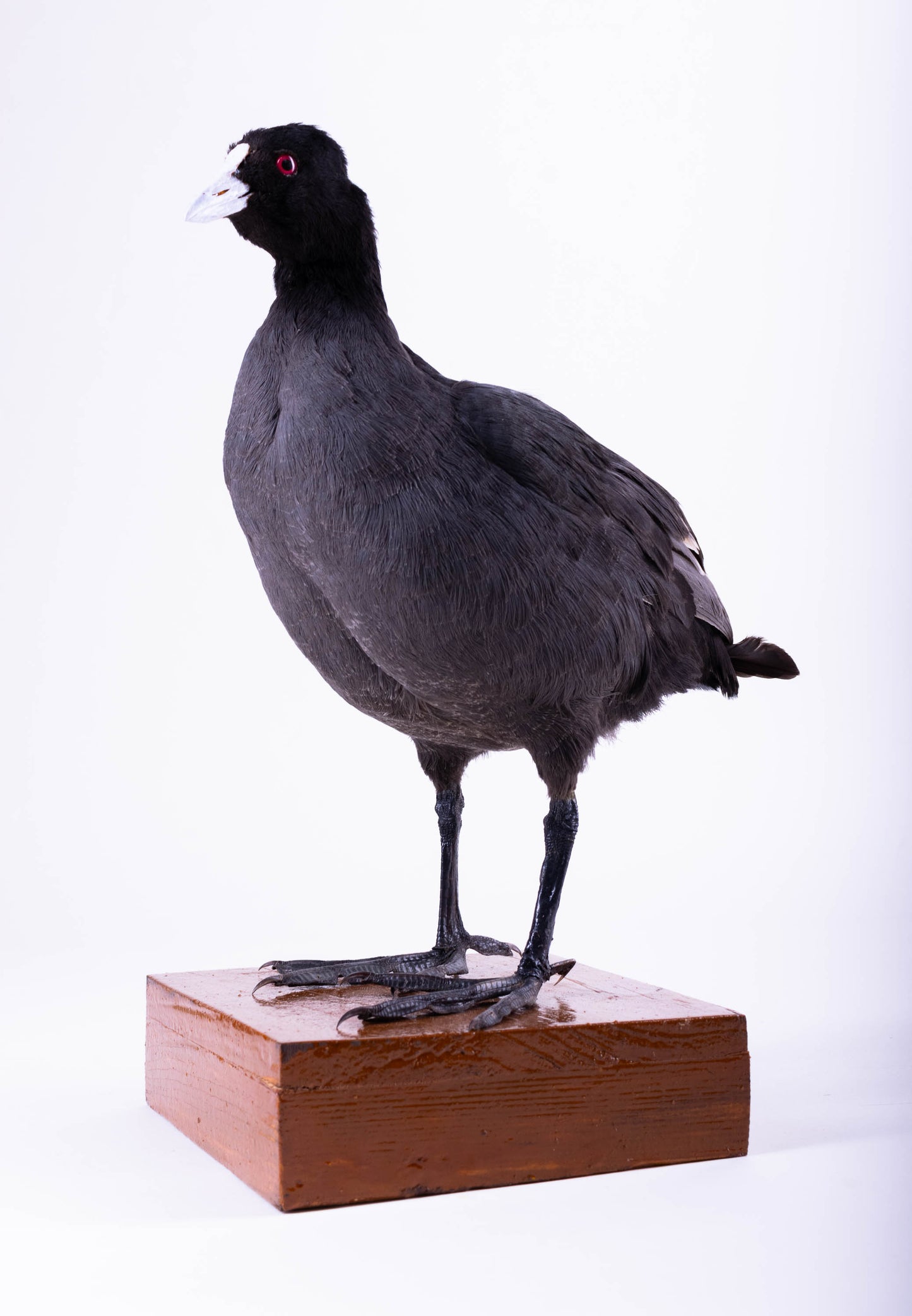 Australian Coot Taxidermy Stand Mount For Sale