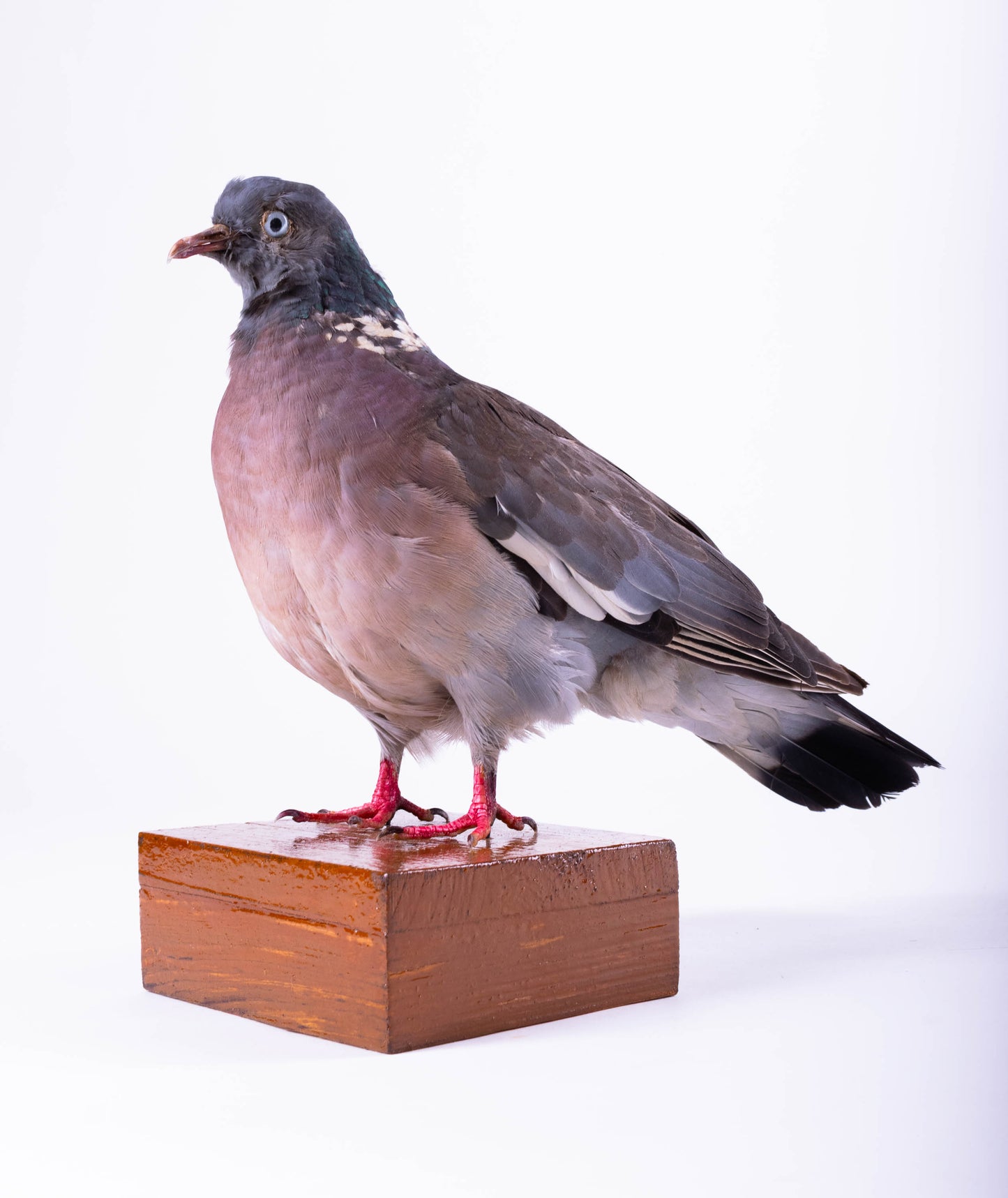 Wood Pigeon Taxidermy Standing Mount For Sale