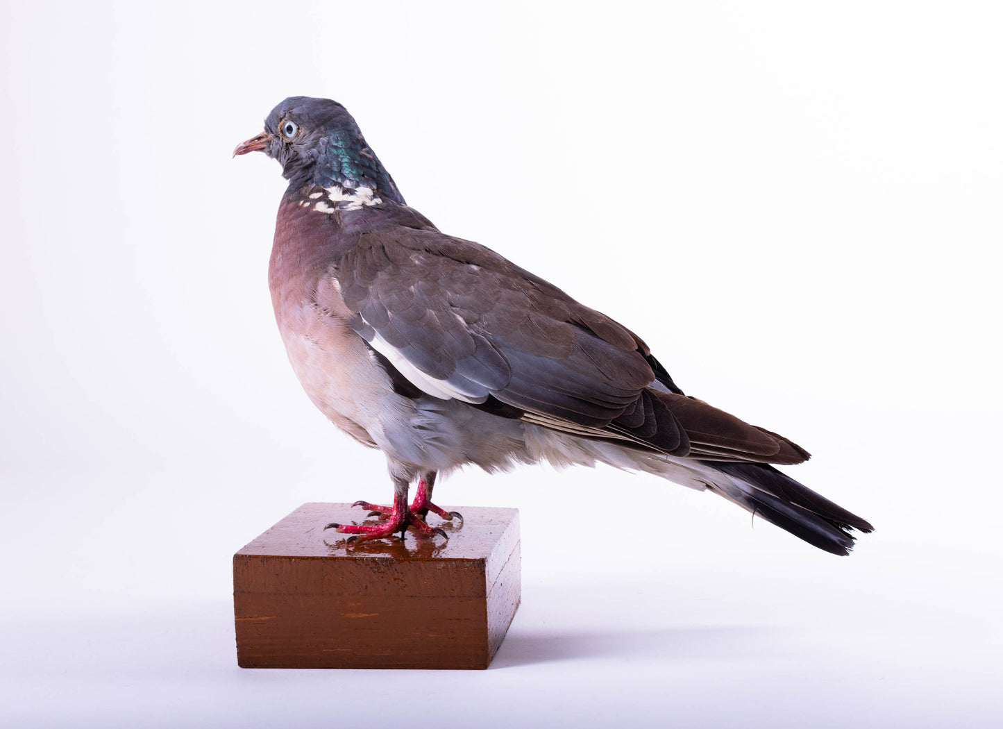 Wood Pigeon Taxidermy Standing Mount For Sale
