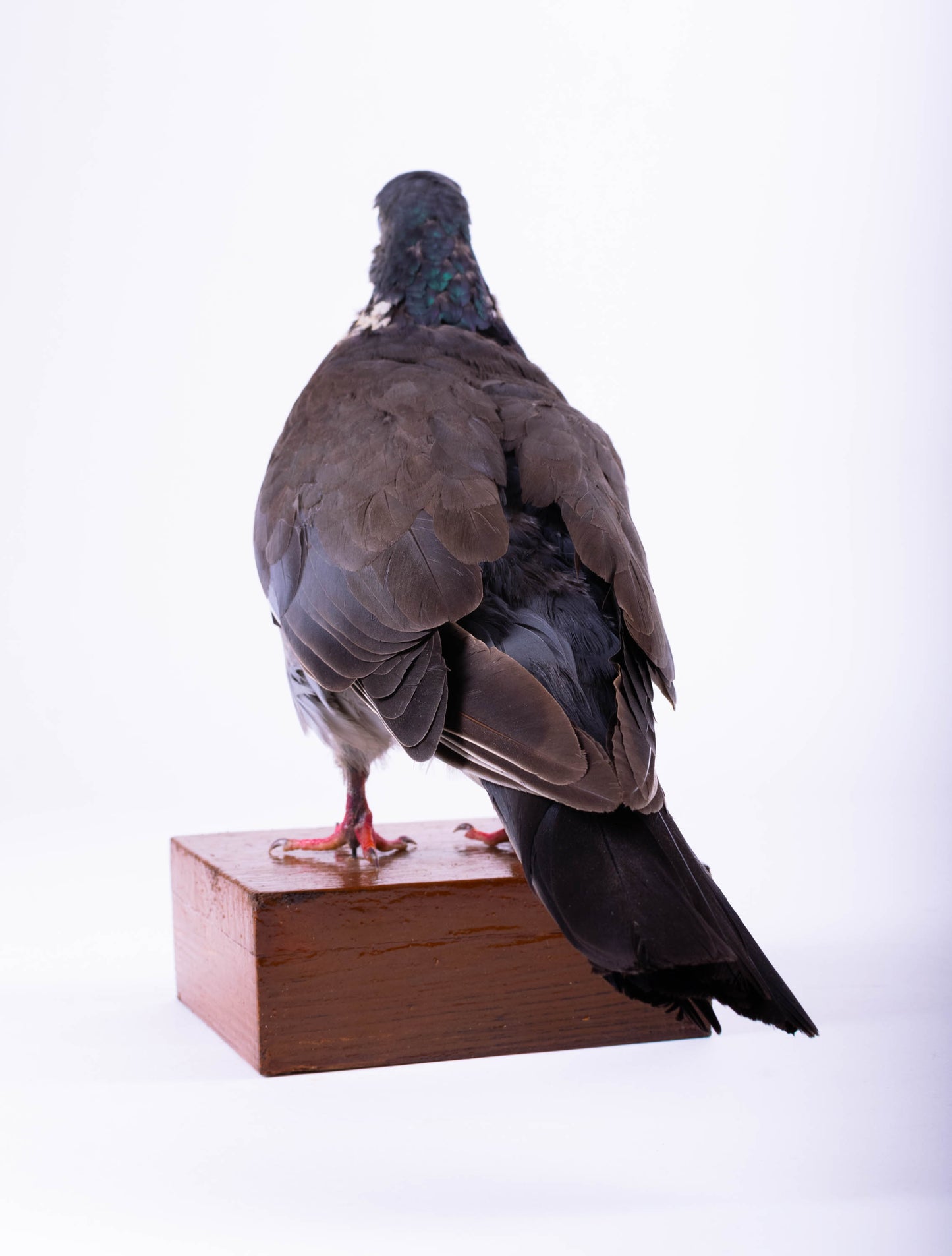 Wood Pigeon Taxidermy Standing Mount For Sale