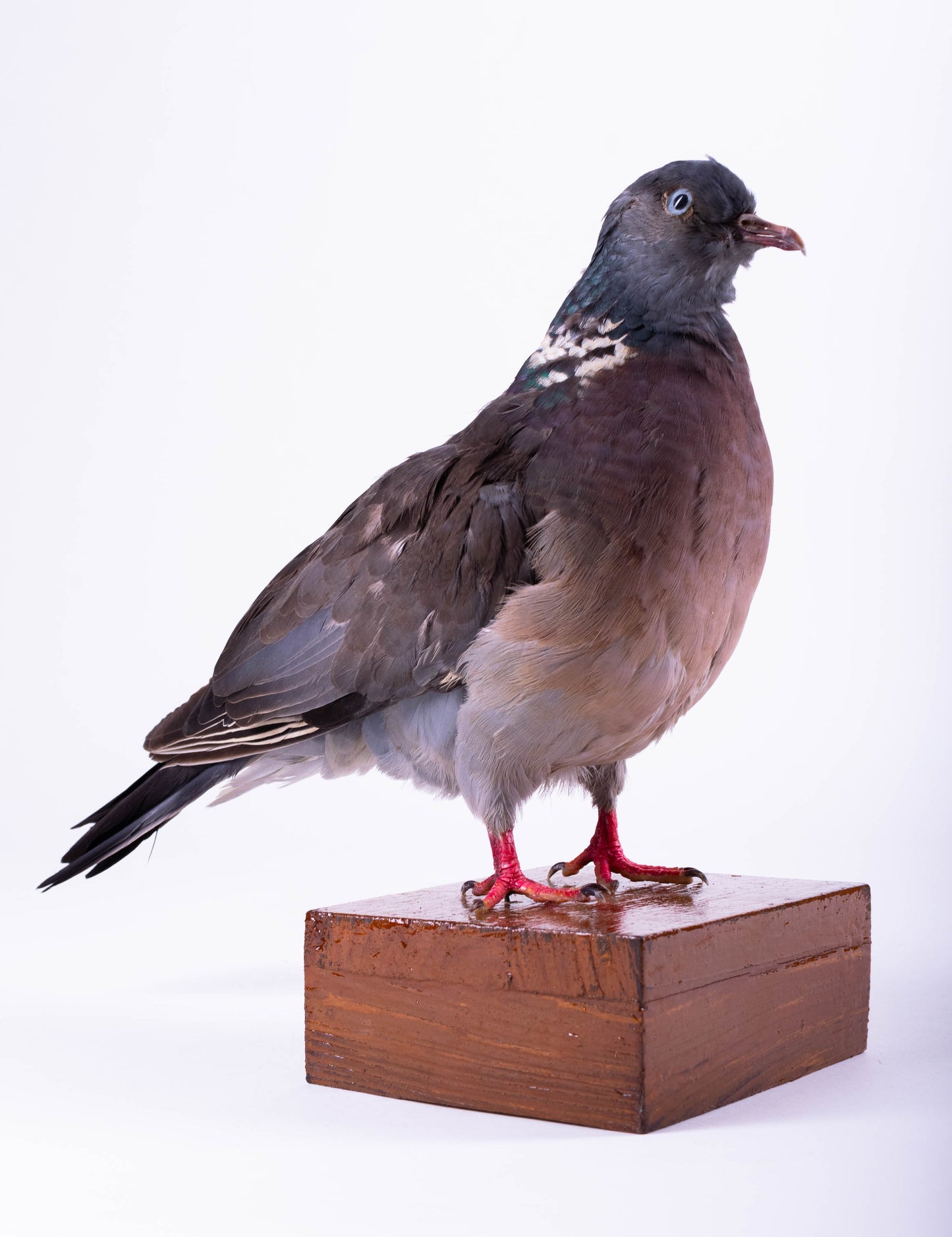 Wood Pigeon Taxidermy Standing Mount For Sale