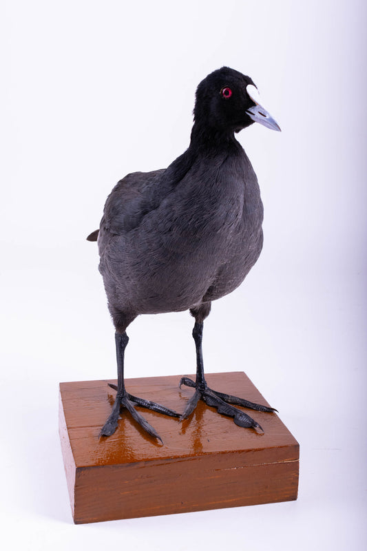 Australian Coot Taxidermy Stand Mount For Sale