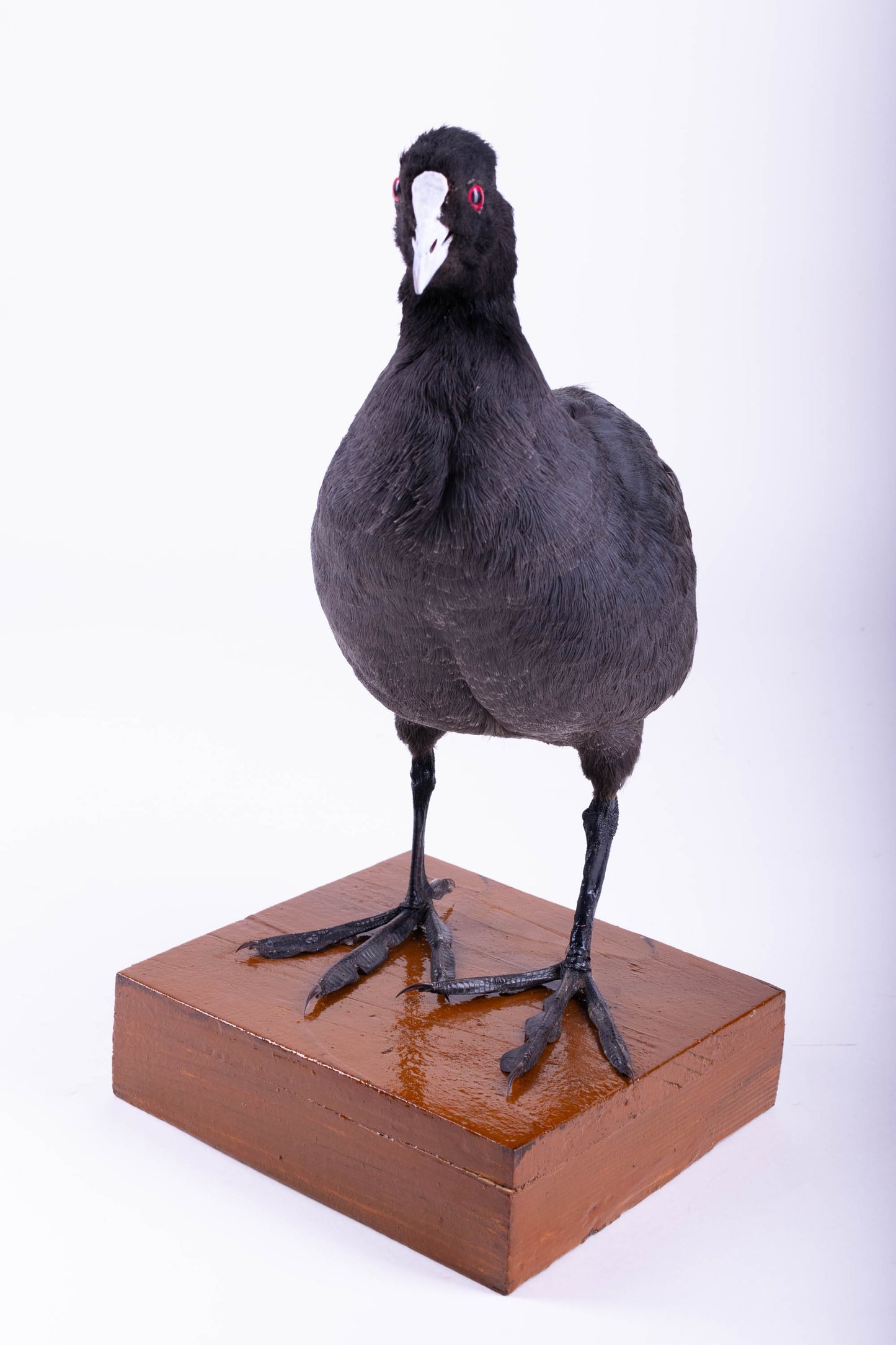 Australian Coot Taxidermy Stand Mount For Sale