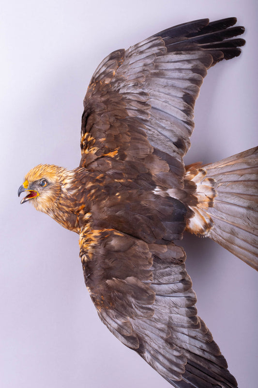 Western Marsh Harrier Taxidermy Wall Mount Open Wings