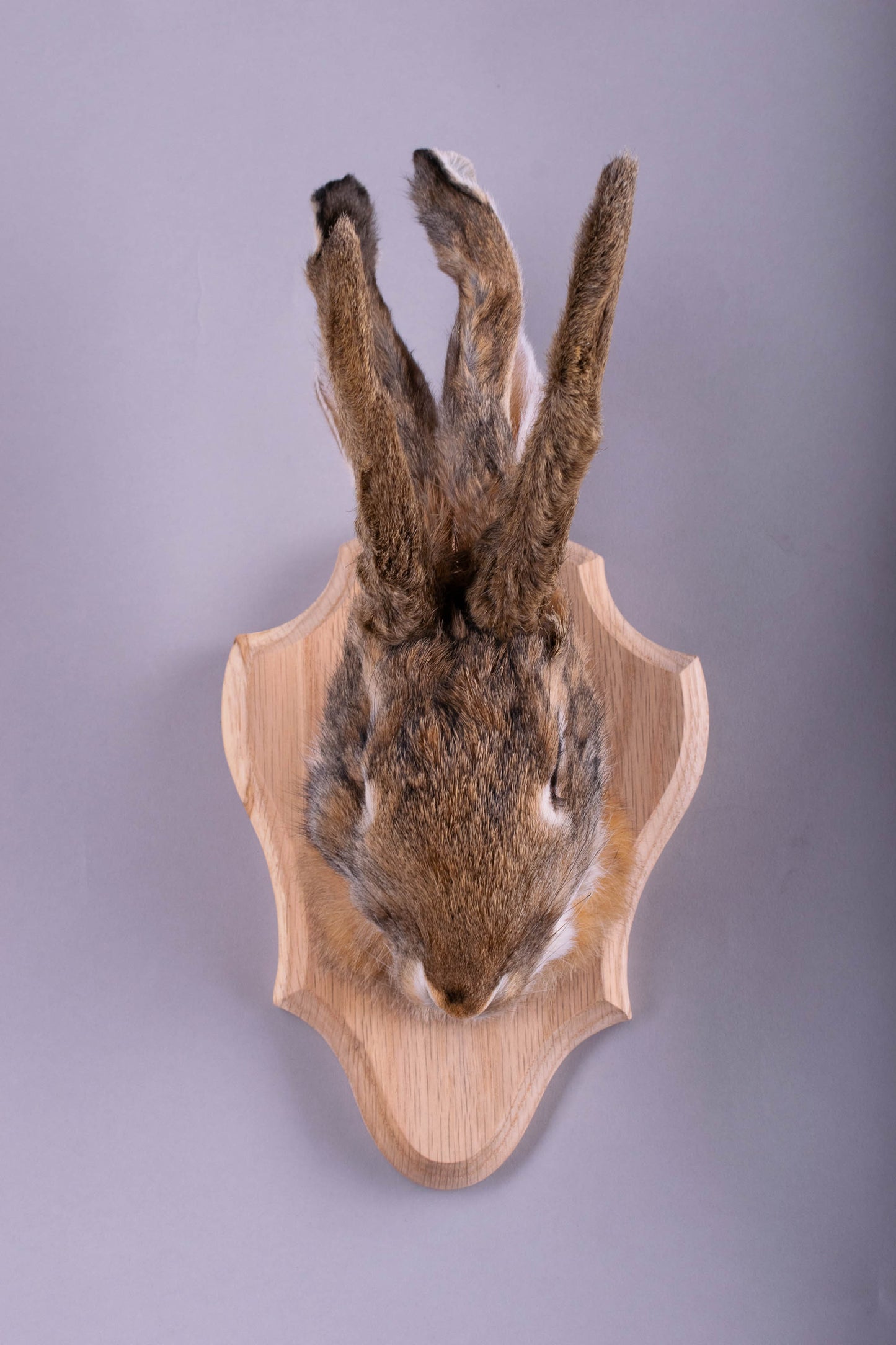 Jackalope Hare Taxidermy Wall Mount For Sale