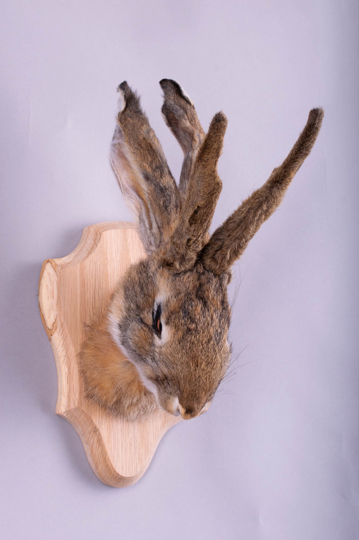 Jackalope Hare Taxidermy Wall Mount For Sale