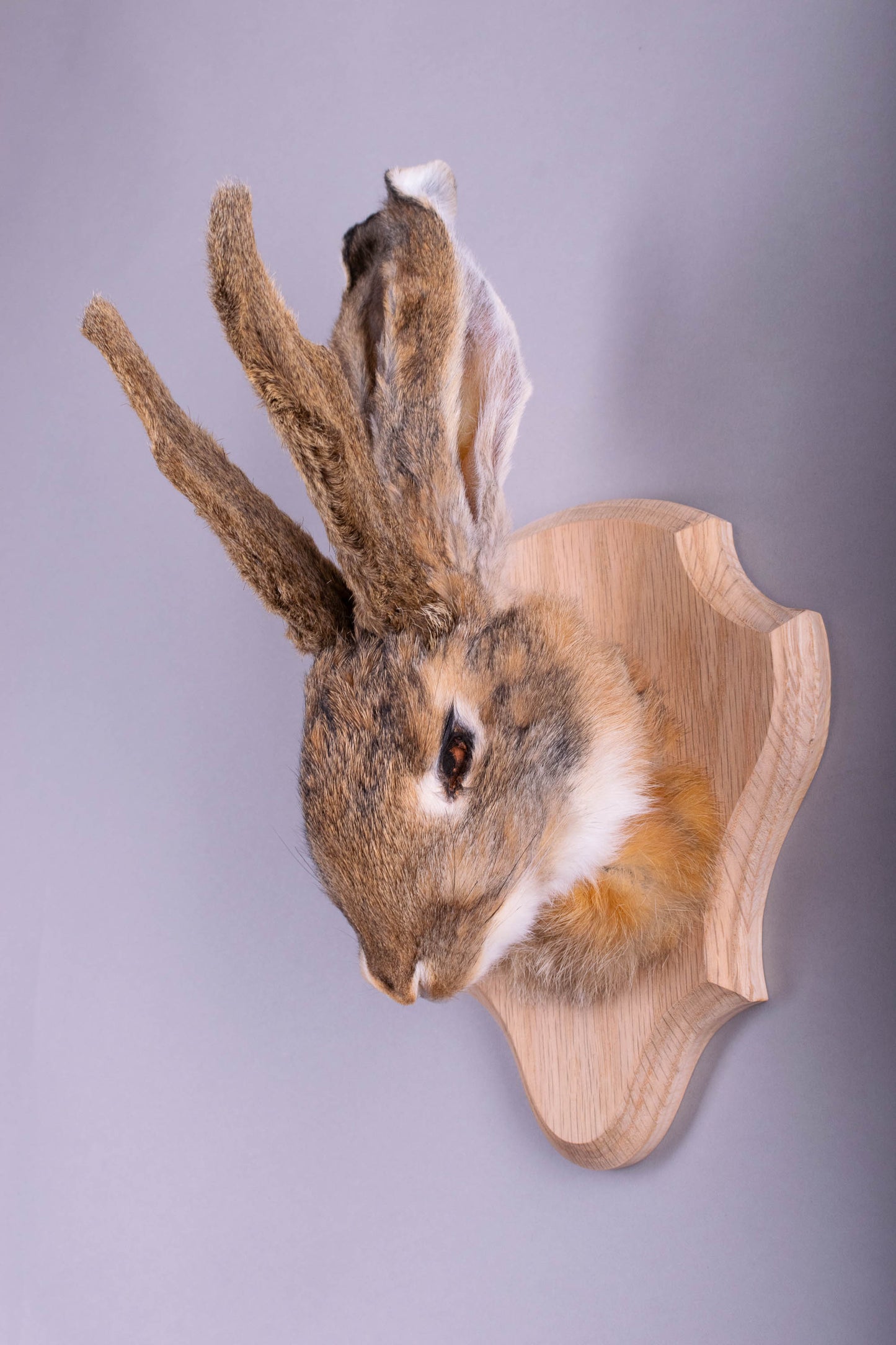 Jackalope Hare Taxidermy Wall Mount For Sale