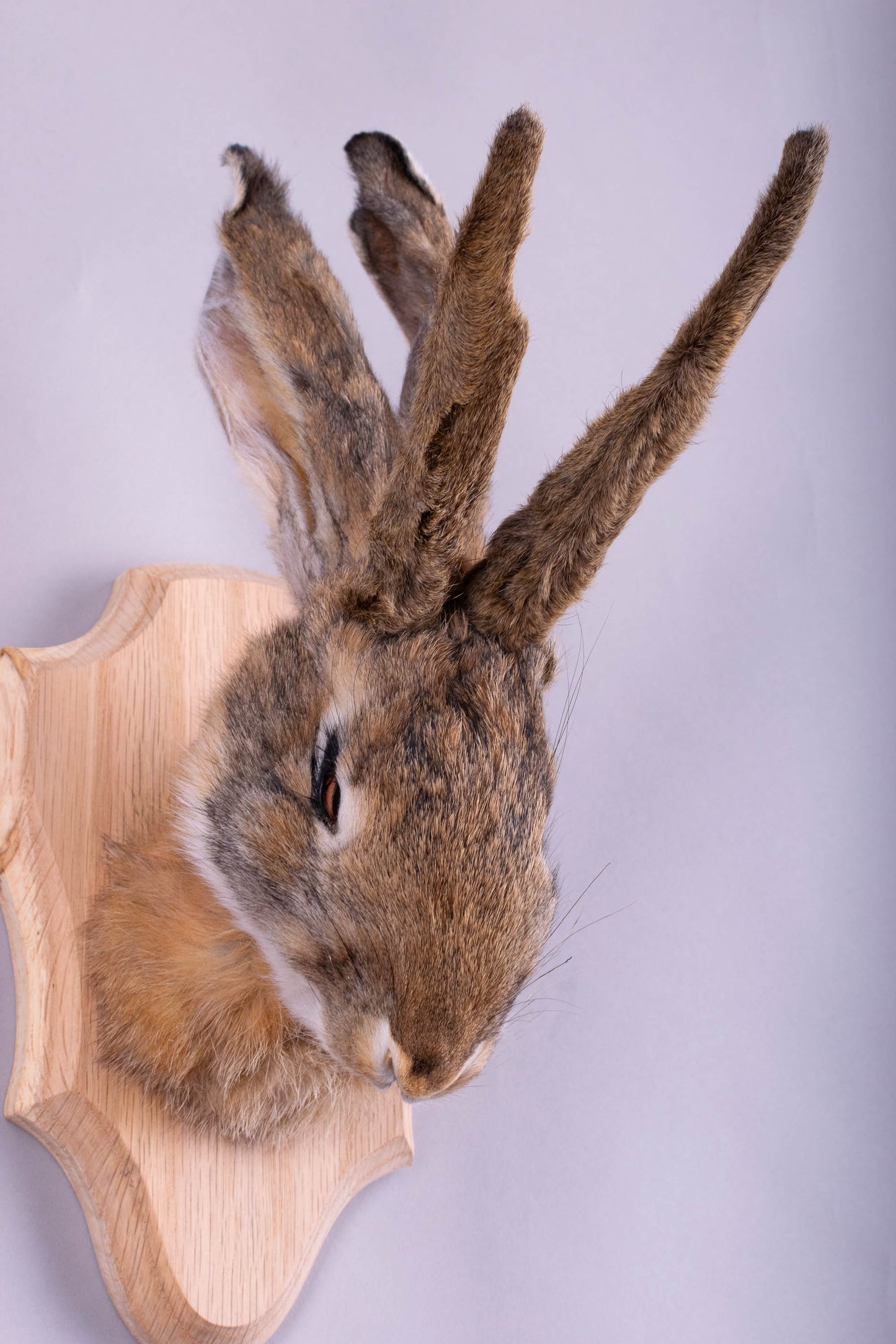 Jackalope Hare Taxidermy Wall Mount For Sale