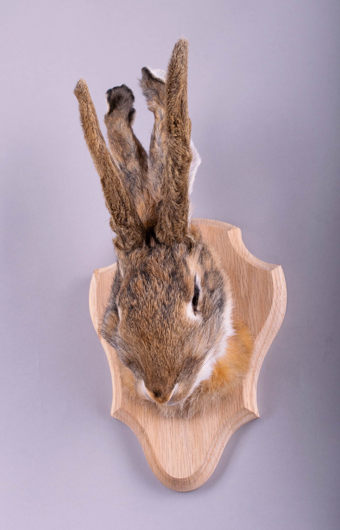 Jackalope Hare Taxidermy Wall Mount For Sale