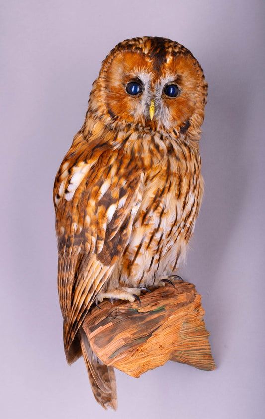Tawny Owl Taxidermy Wall Mount For Sale