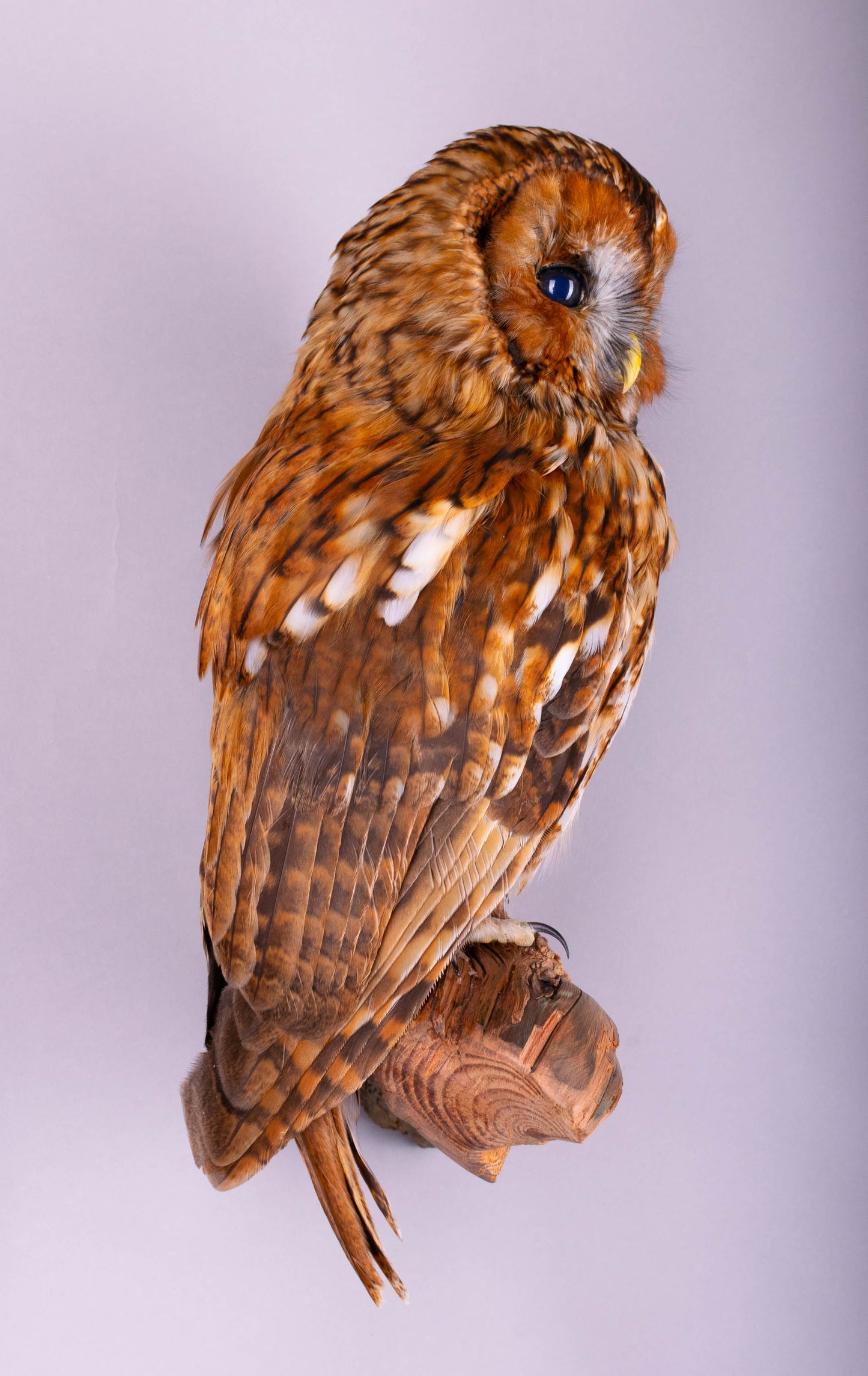 Tawny Owl Taxidermy Wall Mount For Sale