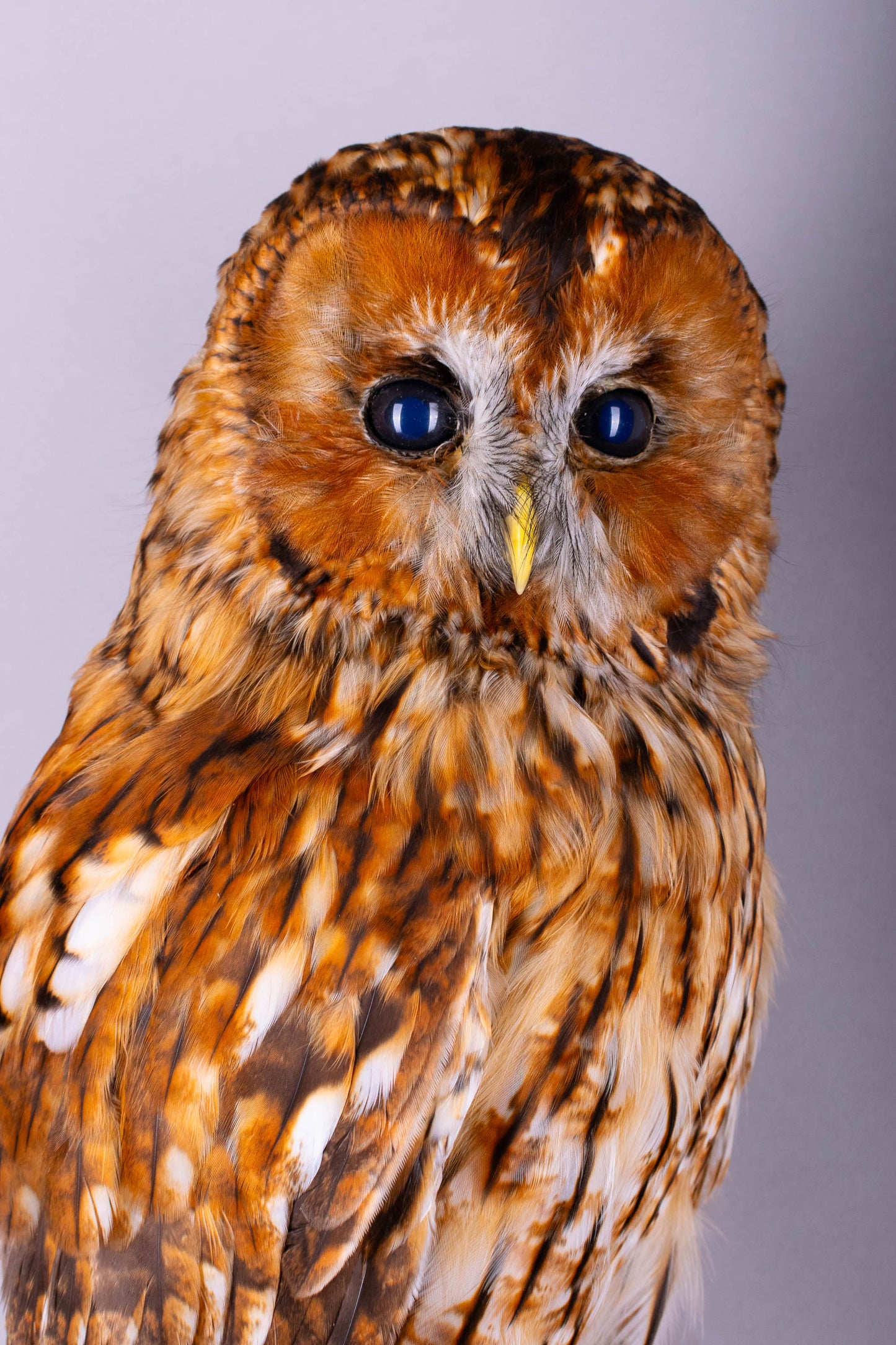 Tawny Owl Taxidermy Wall Mount For Sale