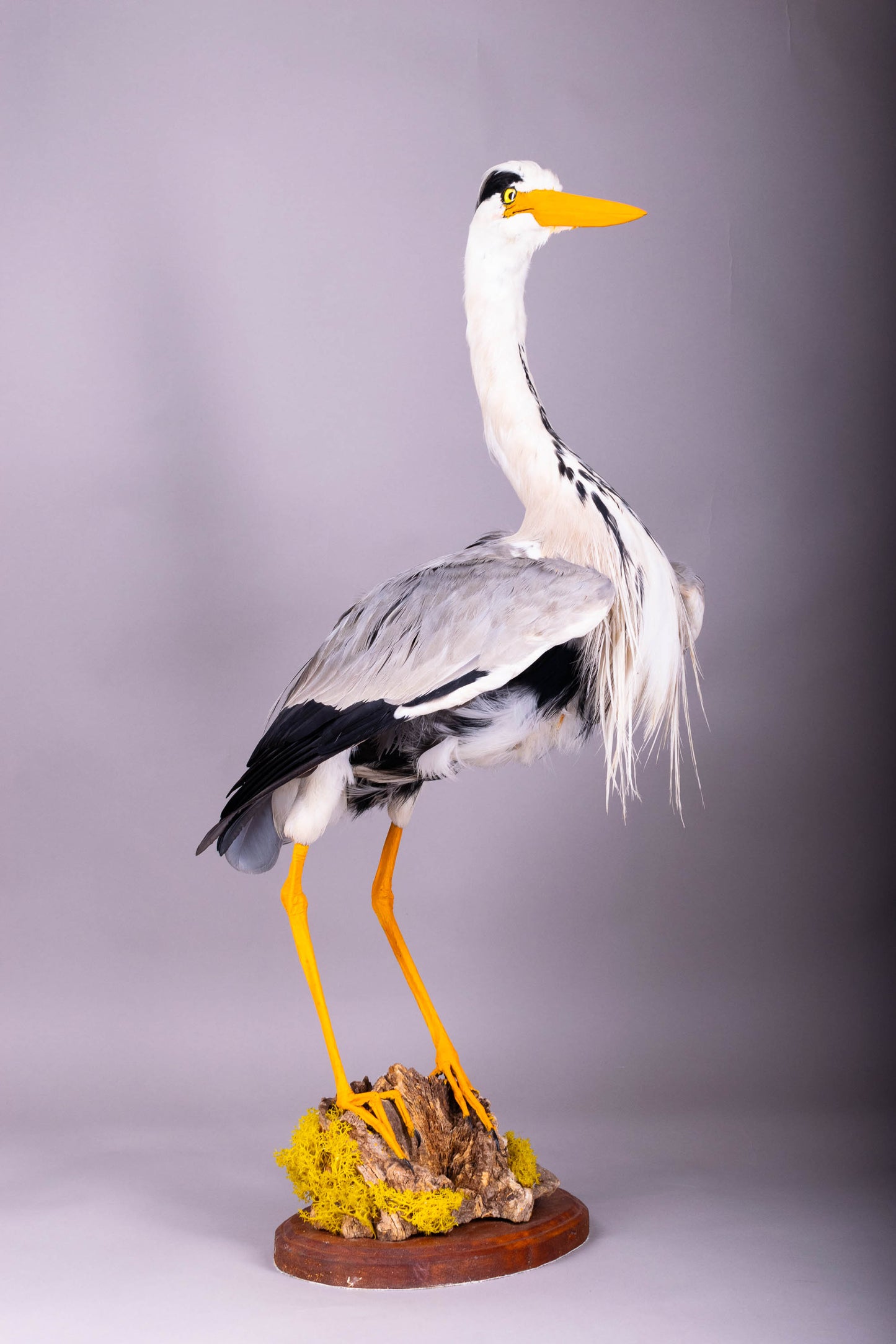 Grey Heron Taxidermy Stand Mount For Sale