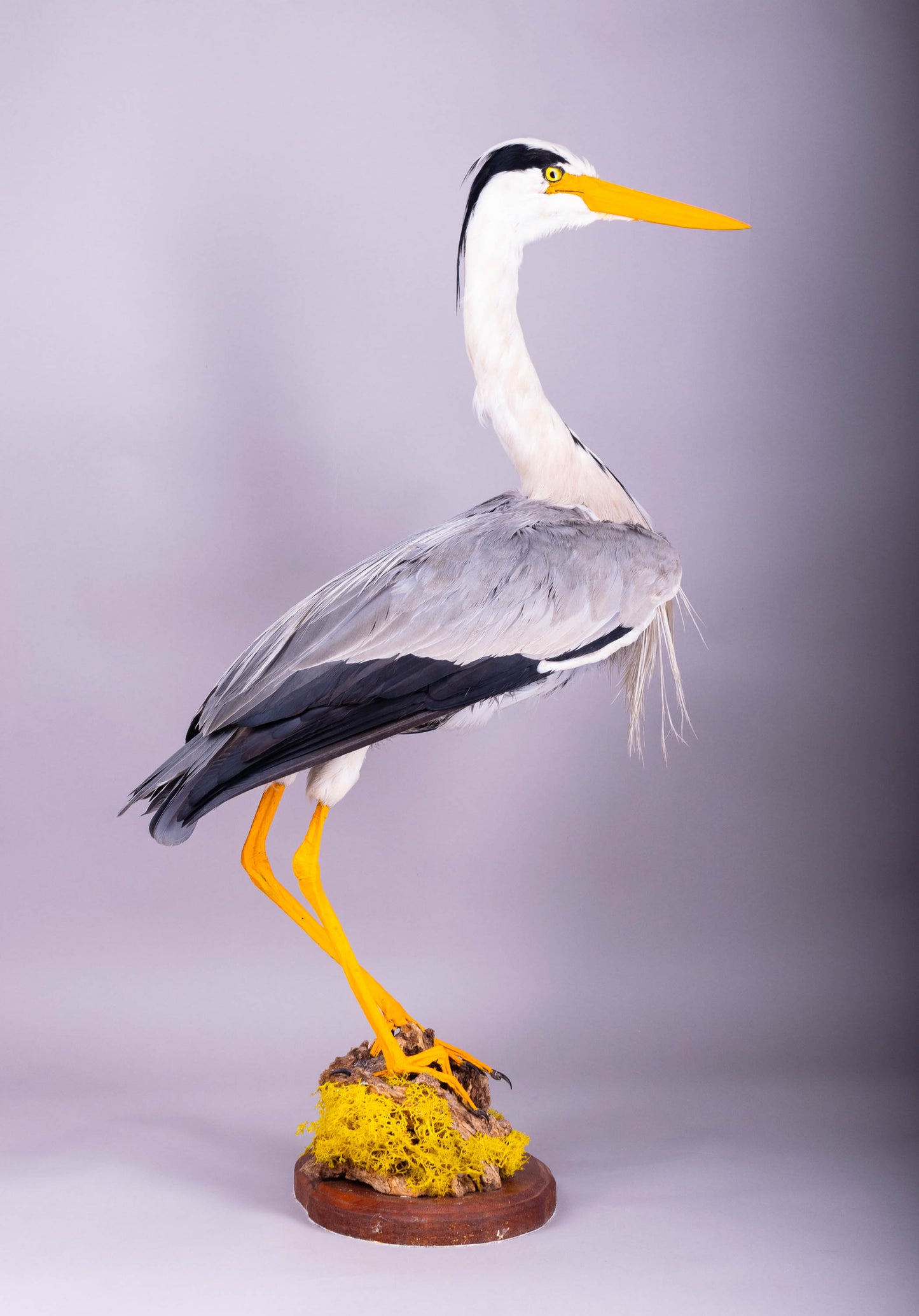 Grey Heron Taxidermy Stand Mount For Sale