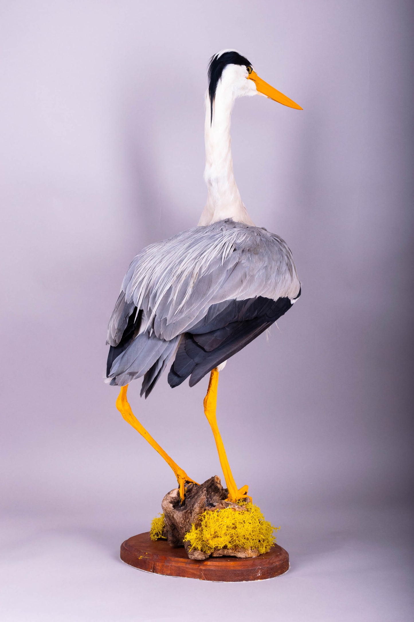 Grey Heron Taxidermy Stand Mount For Sale