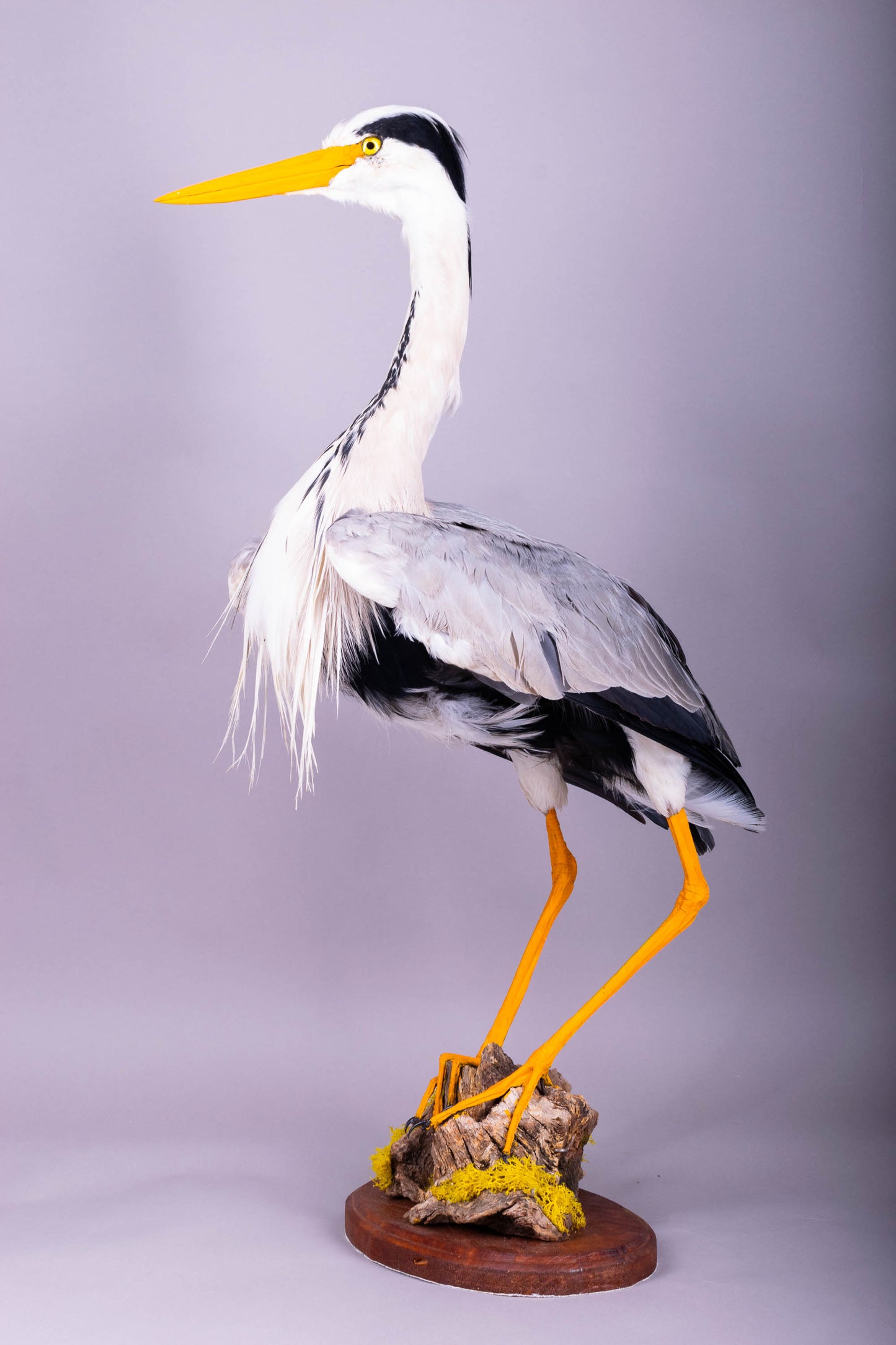 Grey Heron Taxidermy Stand Mount For Sale