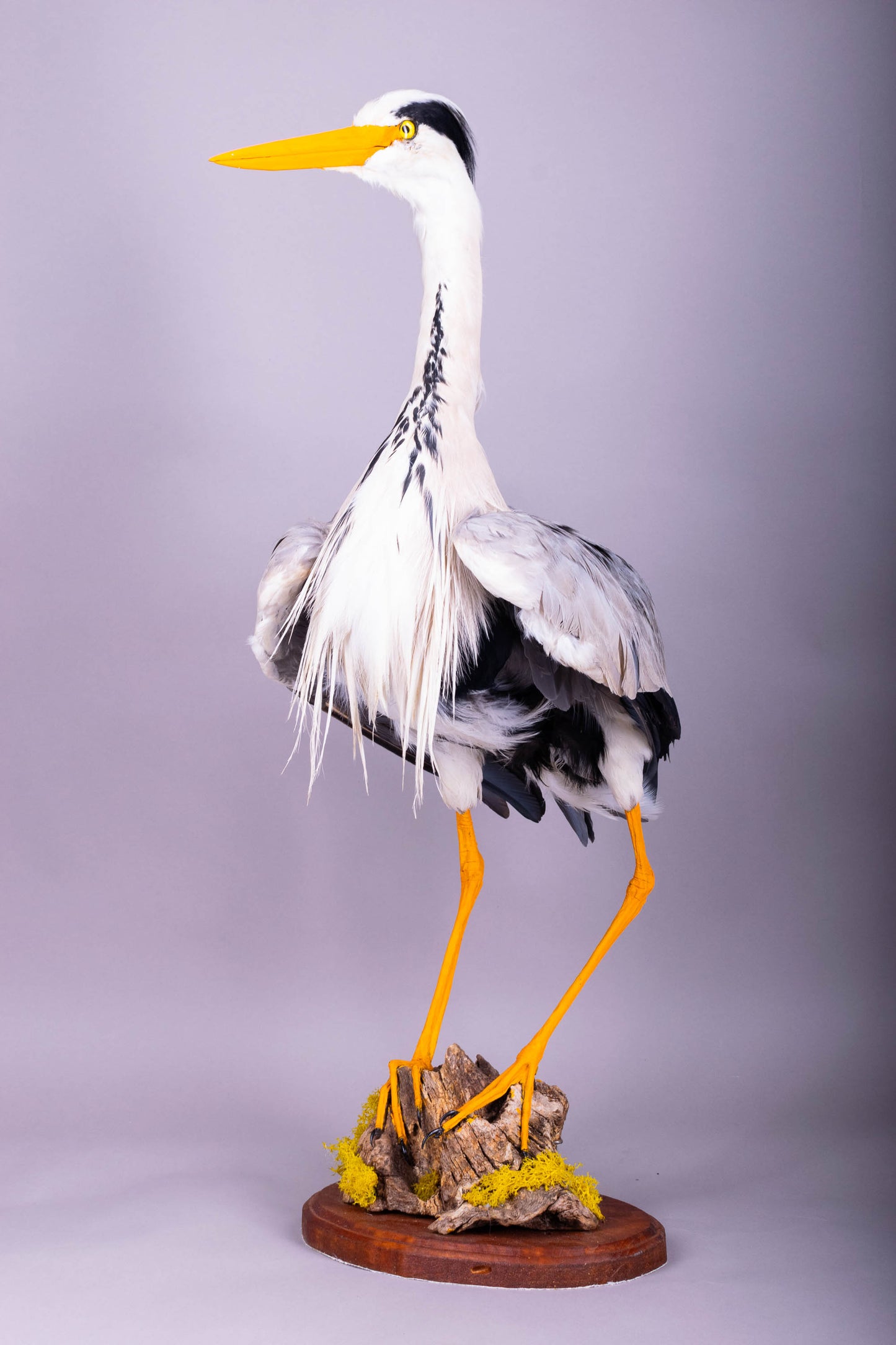 Grey Heron Taxidermy Stand Mount For Sale