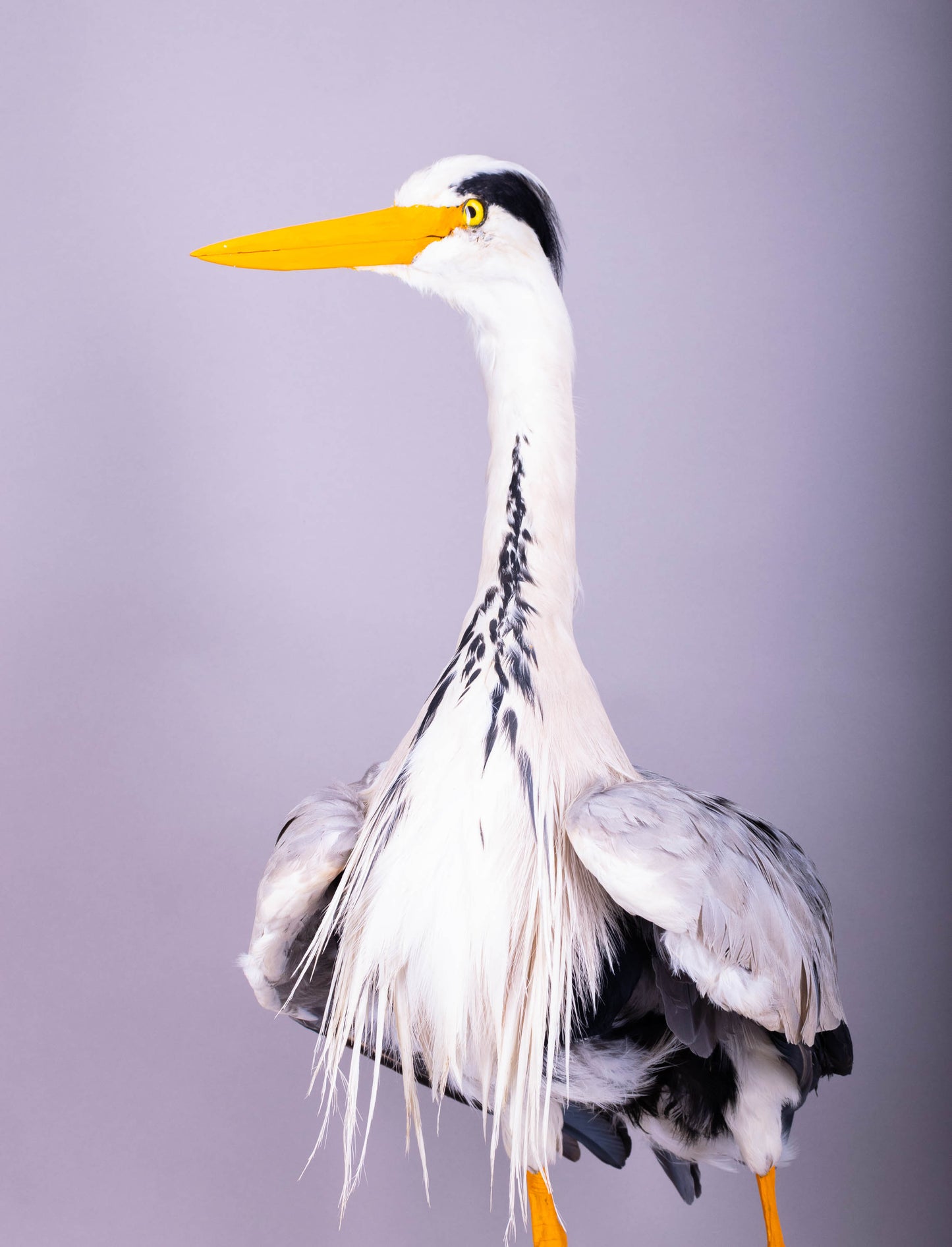 Grey Heron Taxidermy Stand Mount For Sale