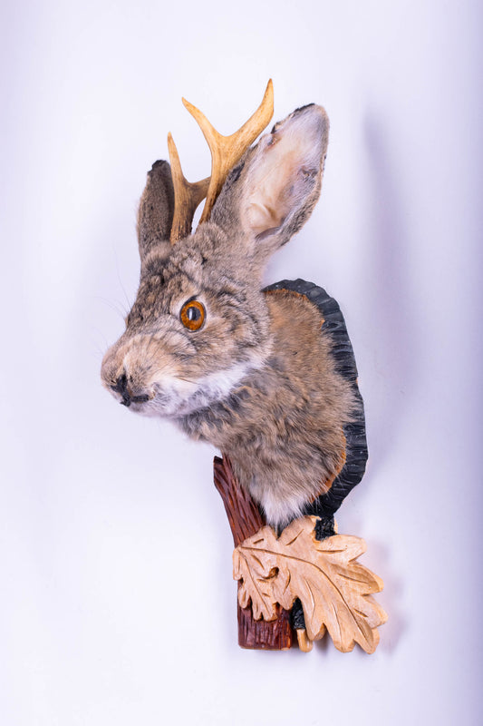 Jackalope Hare Taxidermy Wall Mount For Sale