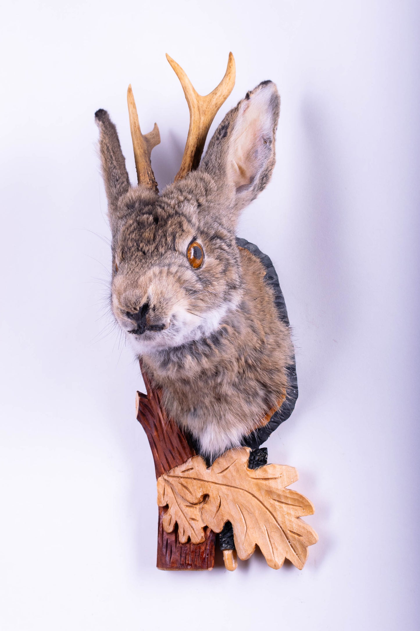 Jackalope Hare Taxidermy Wall Mount For Sale