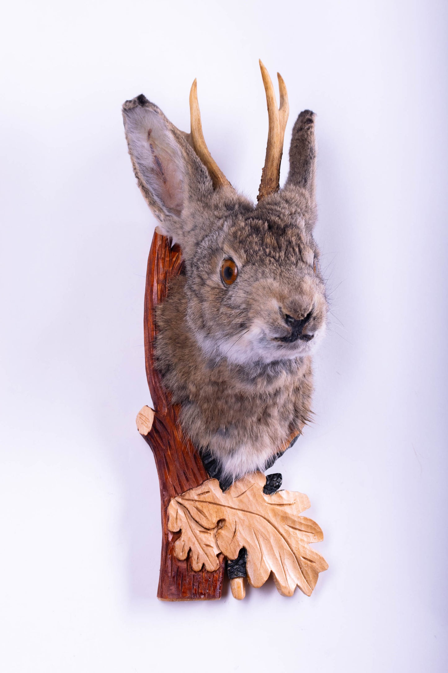 Jackalope Hare Taxidermy Wall Mount For Sale