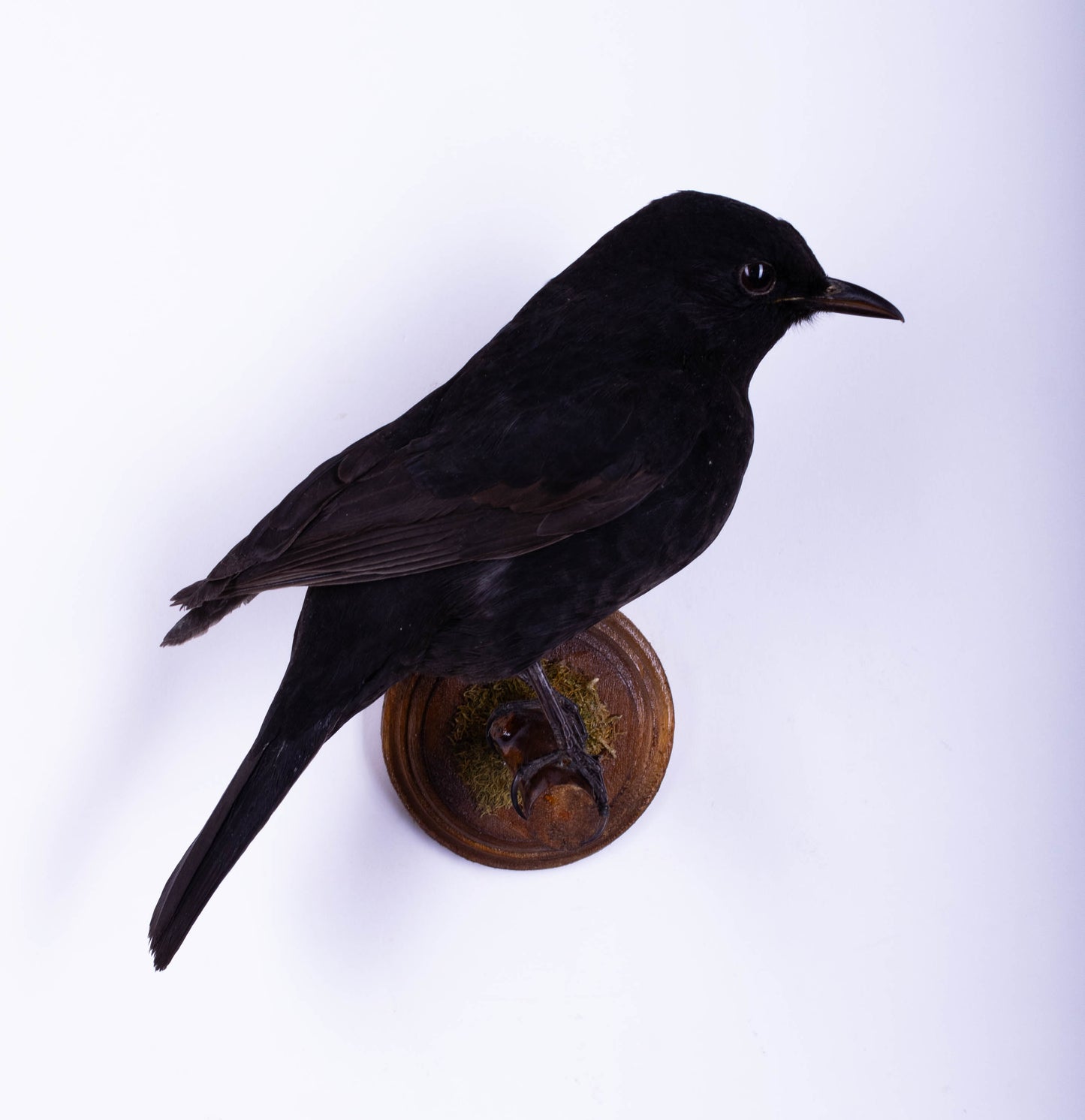 Blackbird Taxidermy Wall Mount For Sale
