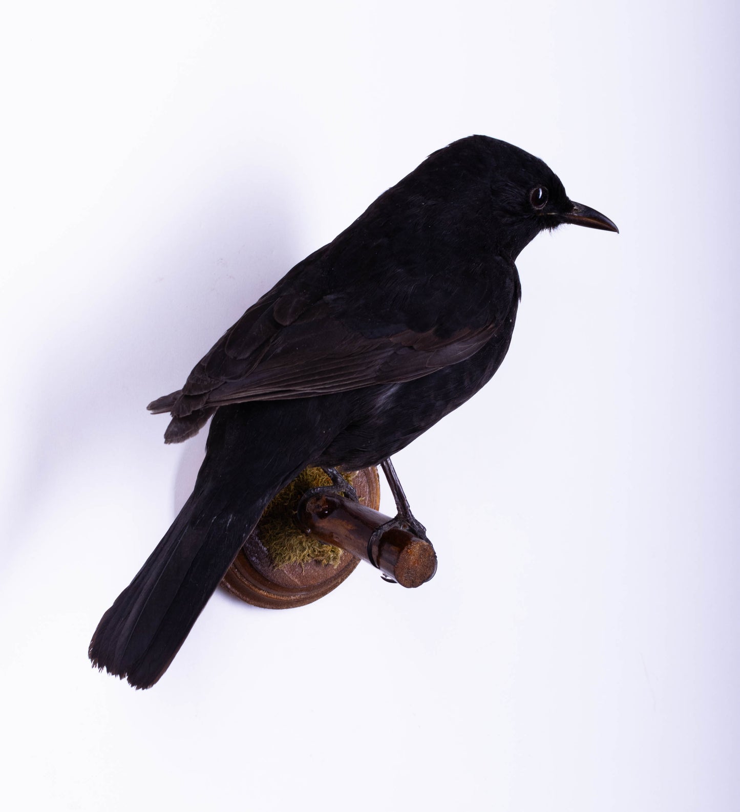 Blackbird Taxidermy Wall Mount For Sale