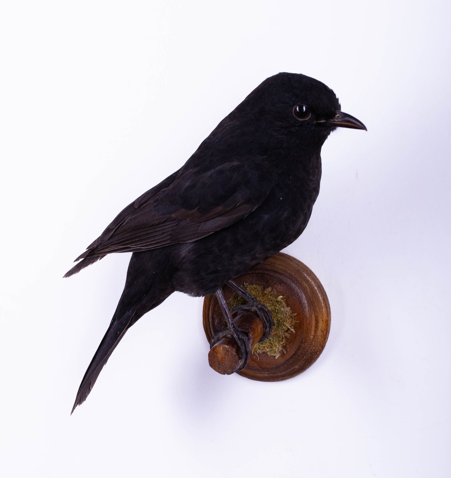 Blackbird Taxidermy Wall Mount For Sale