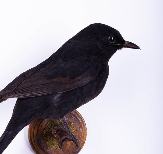 Blackbird Taxidermy Wall Mount For Sale