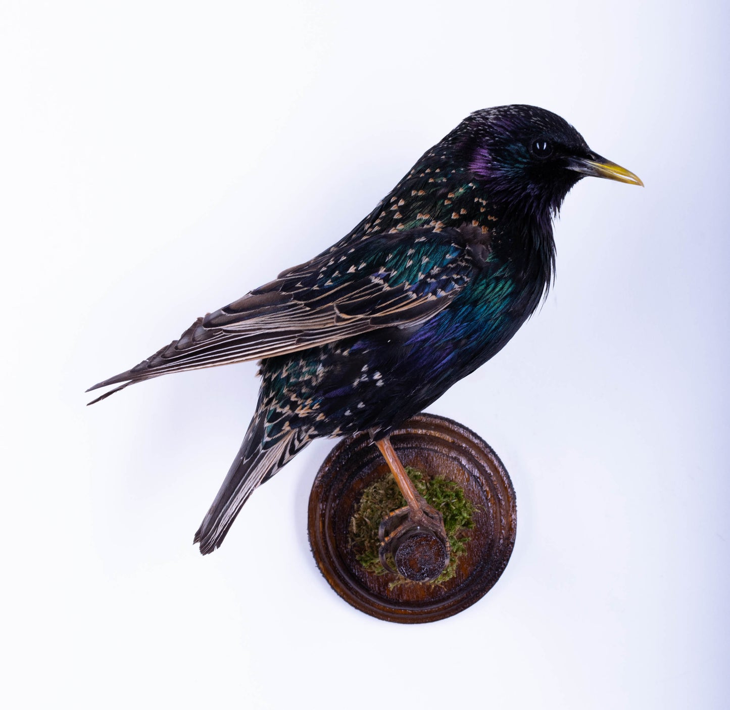 Support mural de taxidermie d'étourneau à vendre