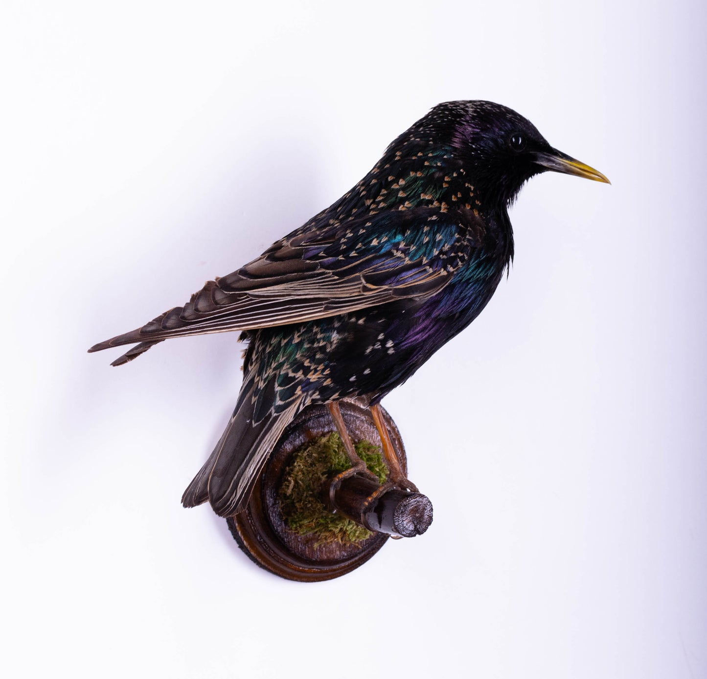 Support mural de taxidermie d'étourneau à vendre
