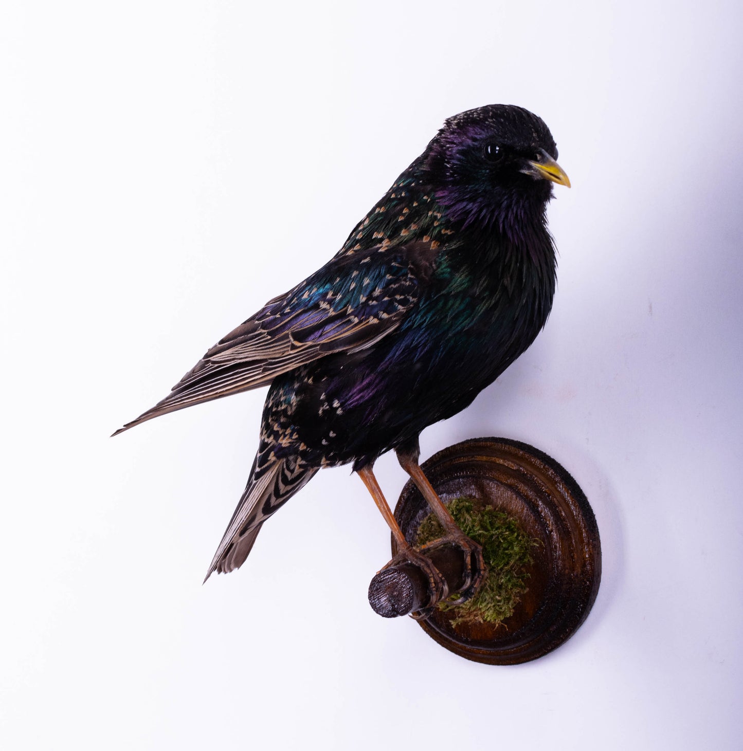Support mural de taxidermie d'étourneau à vendre