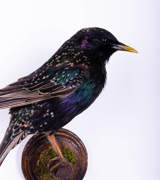 Starling Taxidermy Wall Mount For Sale
