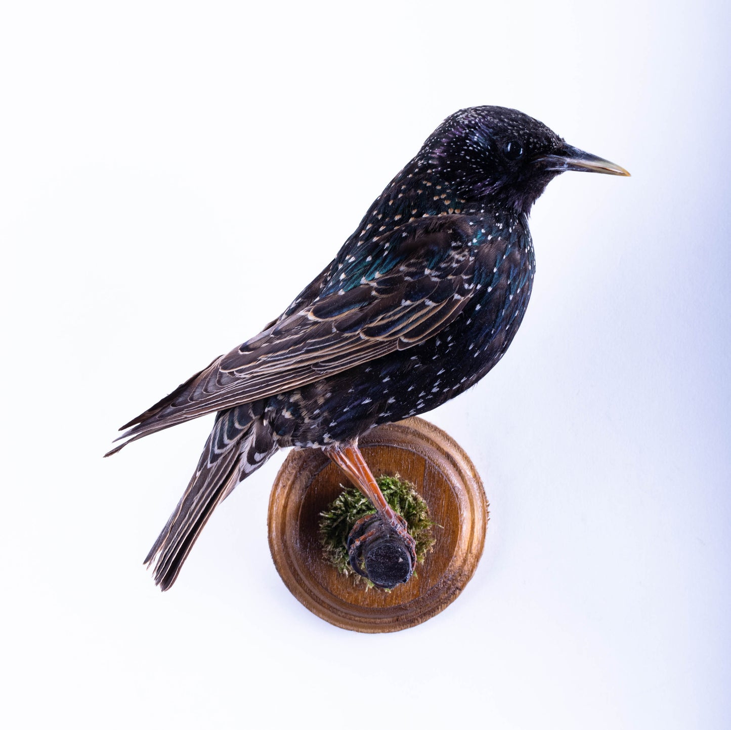Starling Taxidermy Wall Mount For Sale