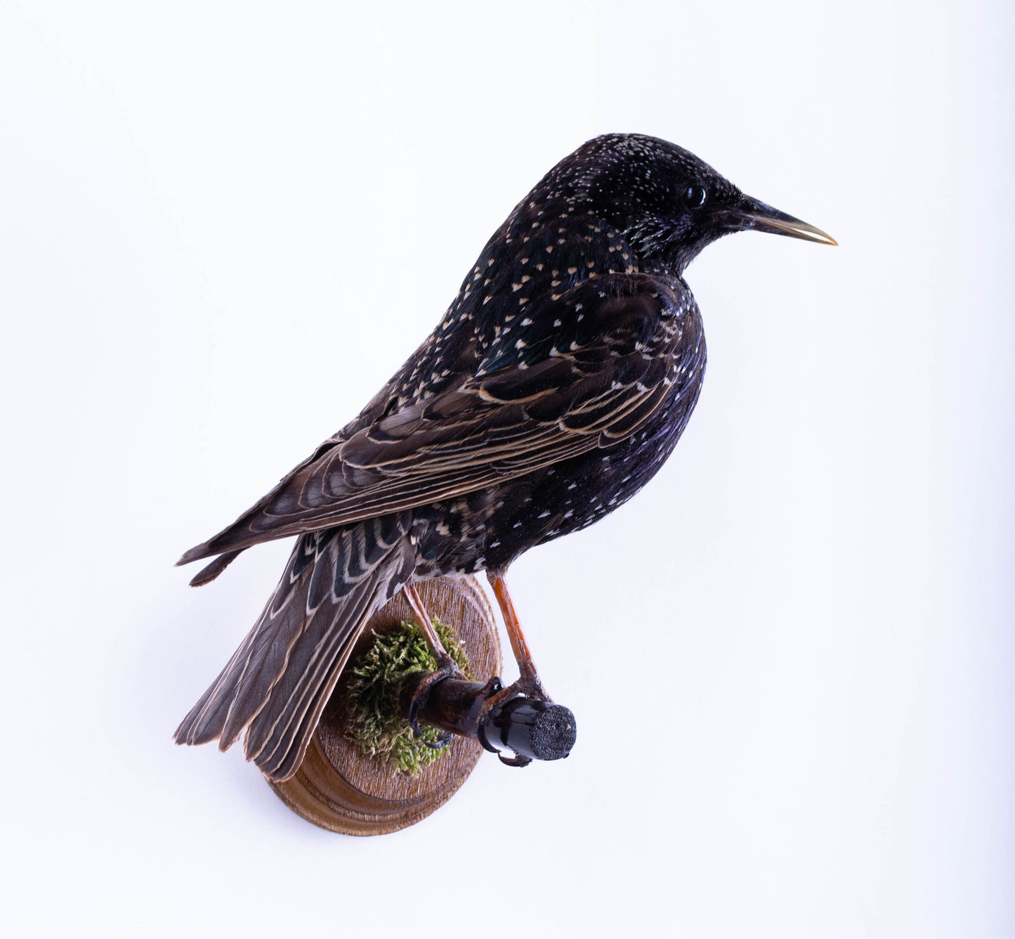 Starling Taxidermy Wall Mount For Sale