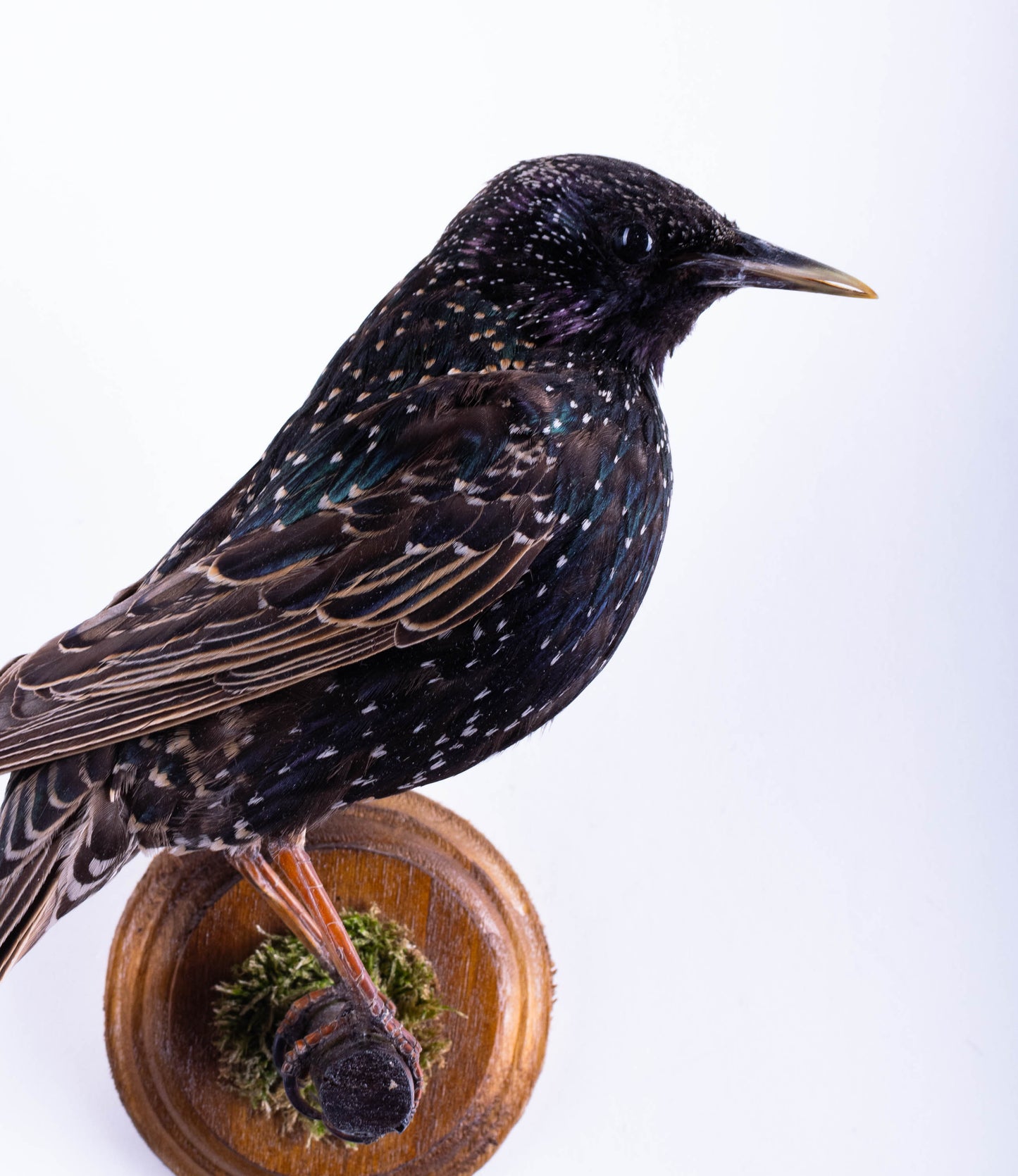 Starling Taxidermy Wall Mount For Sale