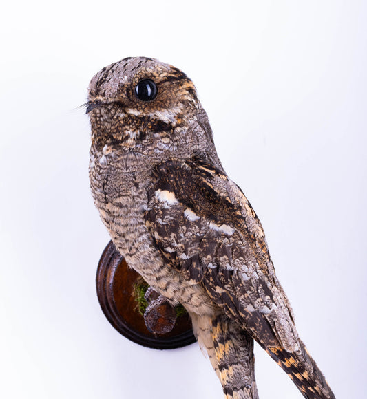 Nightjar Taxidermy Wall Mount For Sale
