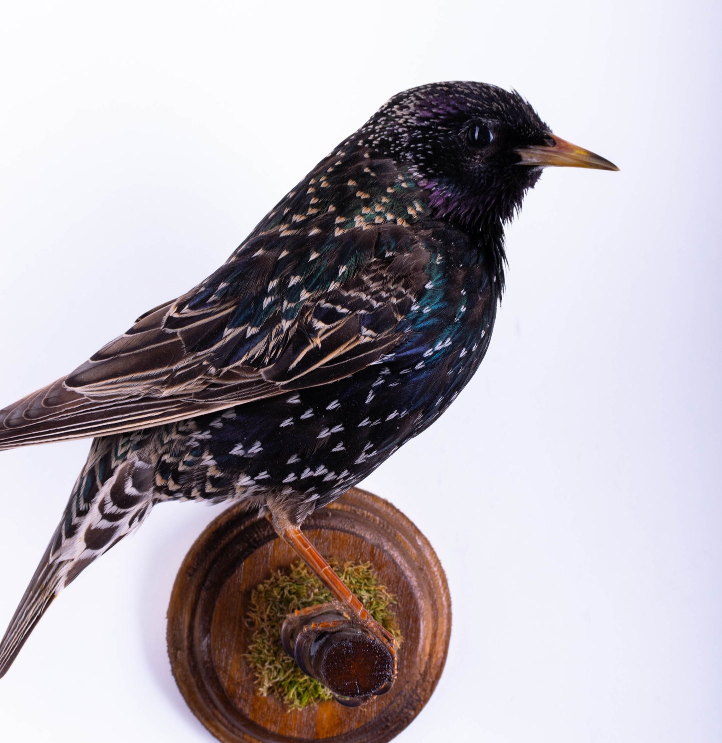 Support mural de taxidermie d'étourneau à vendre