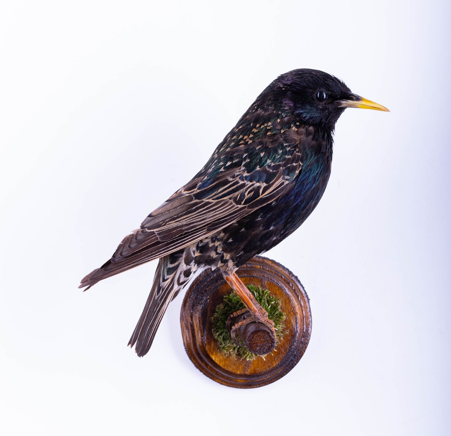 Support mural de taxidermie d'étourneau à vendre